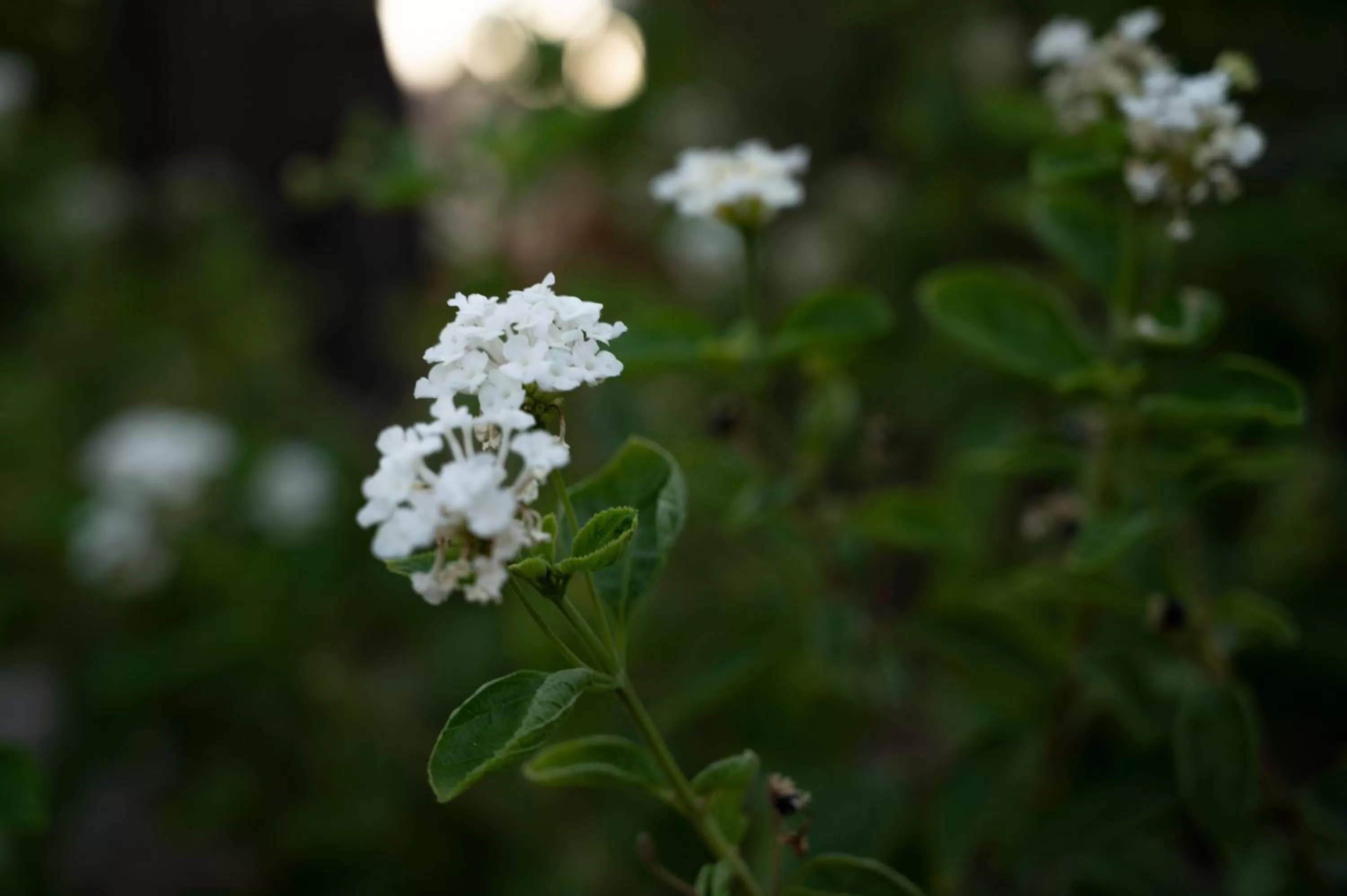 Garden in Hotel Boutique Cerro del Sol Adults only recommended