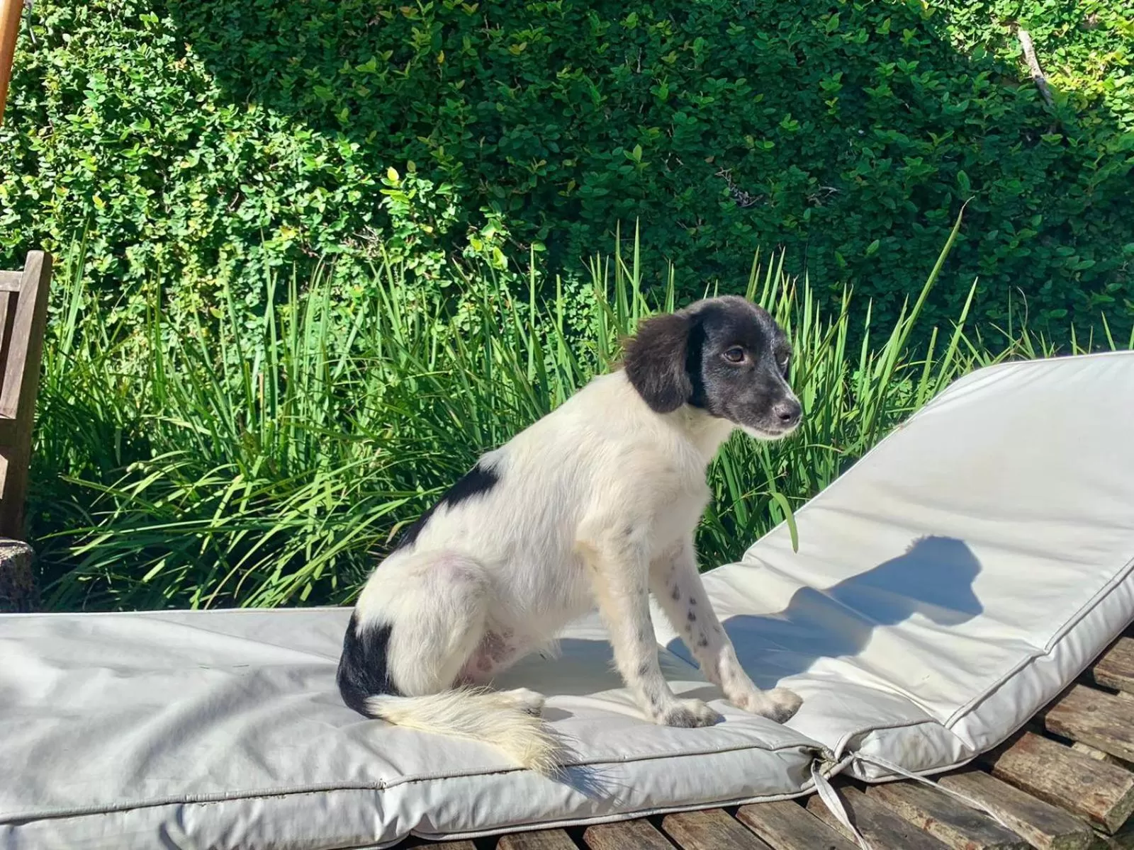 Pets in Pousada Manaaki