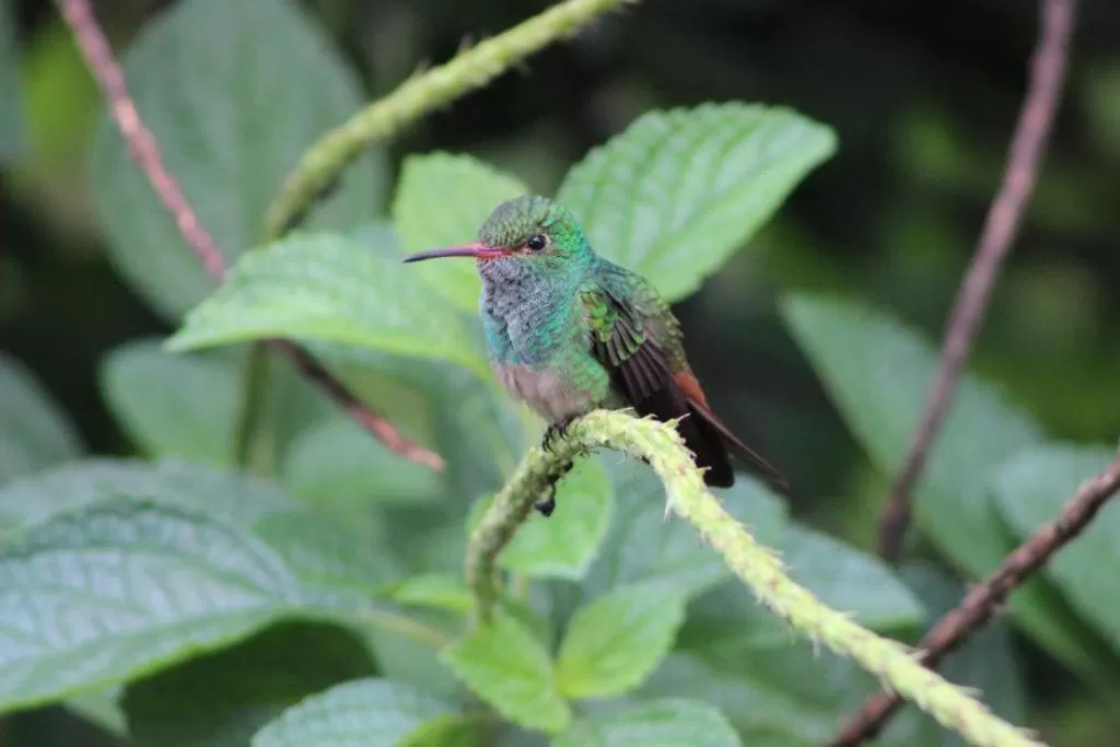 Garden in Hotel Vista del Cerro