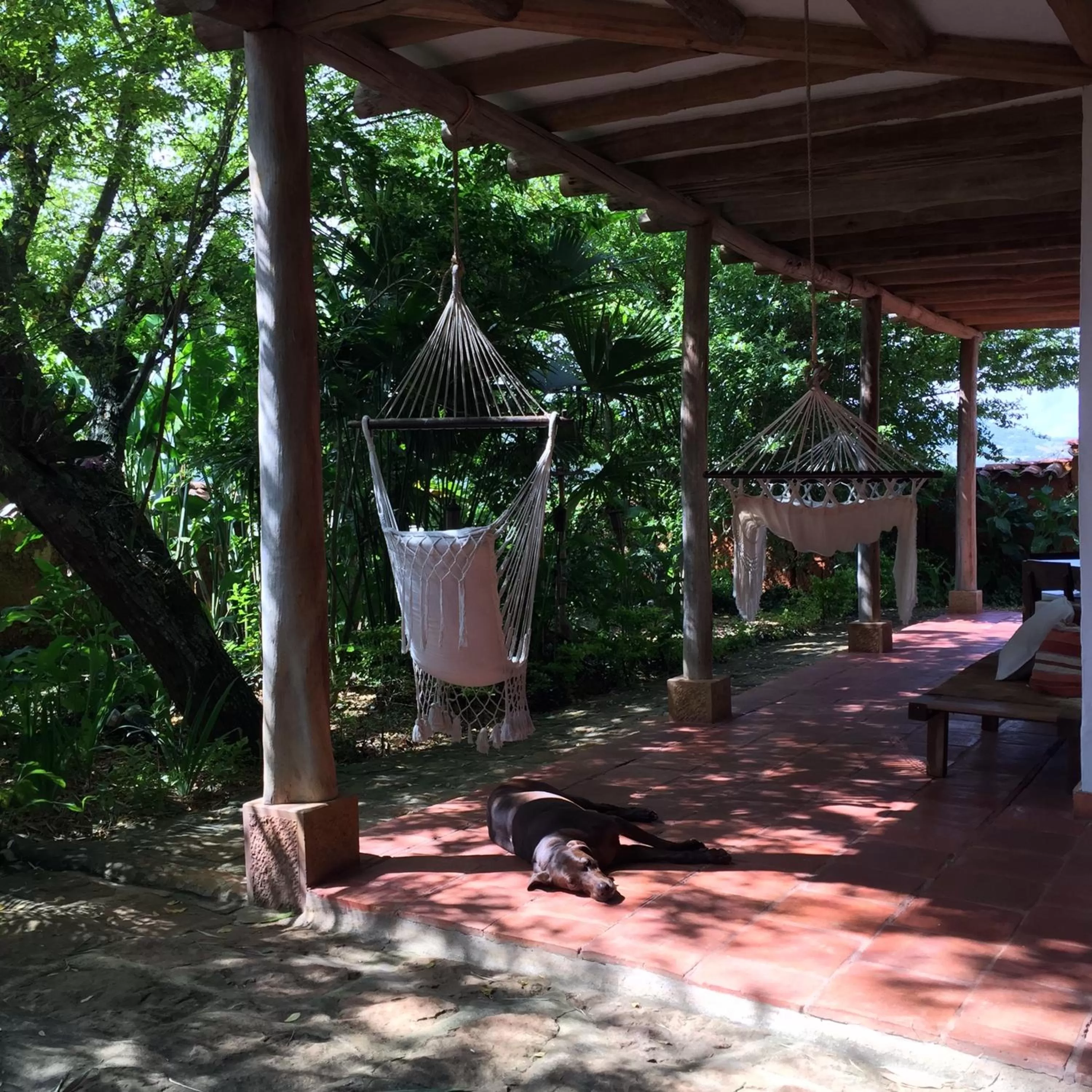 Pets in Achiotte Hotel Boutique by Masaya