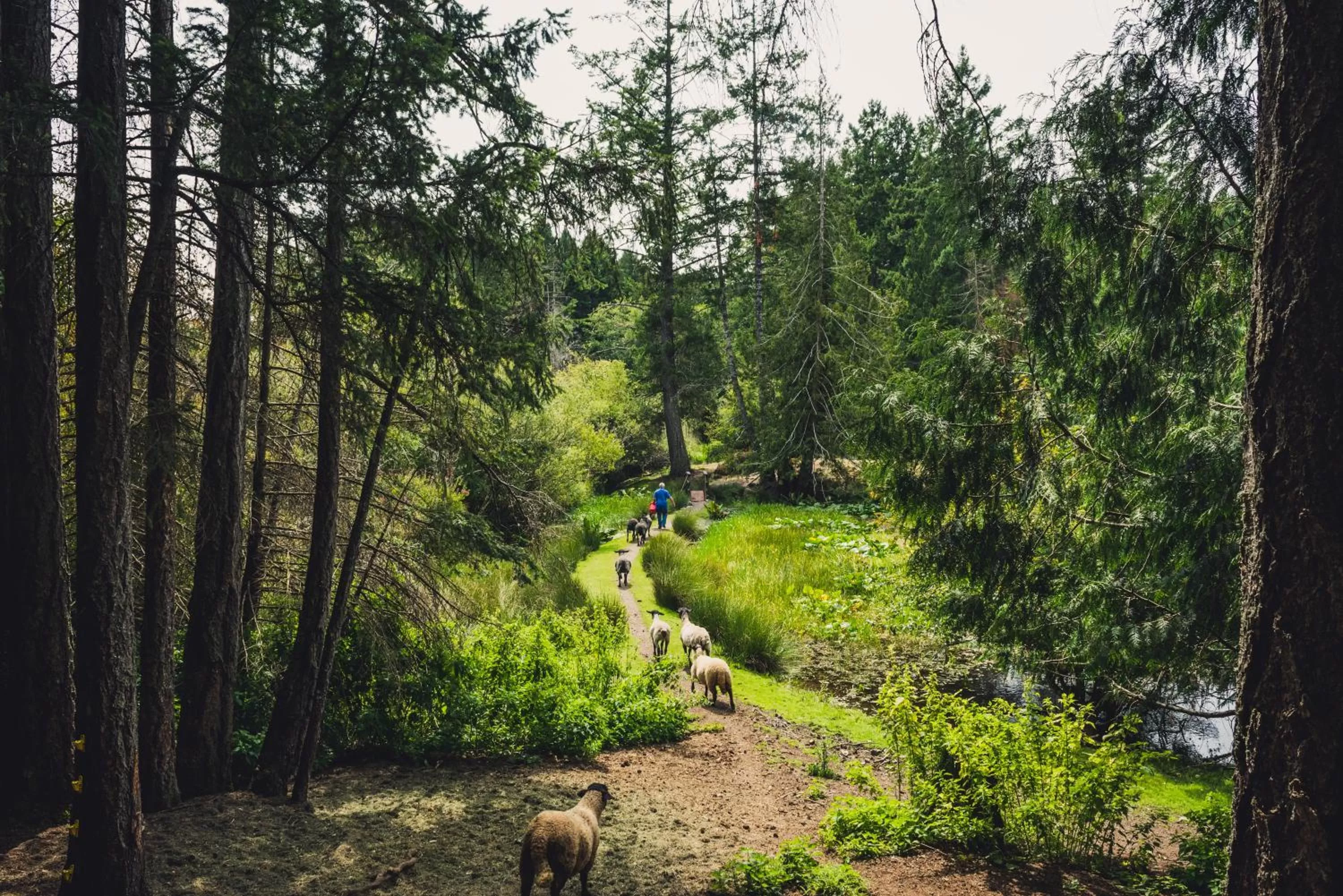 Animals in Misty Meadows B and B