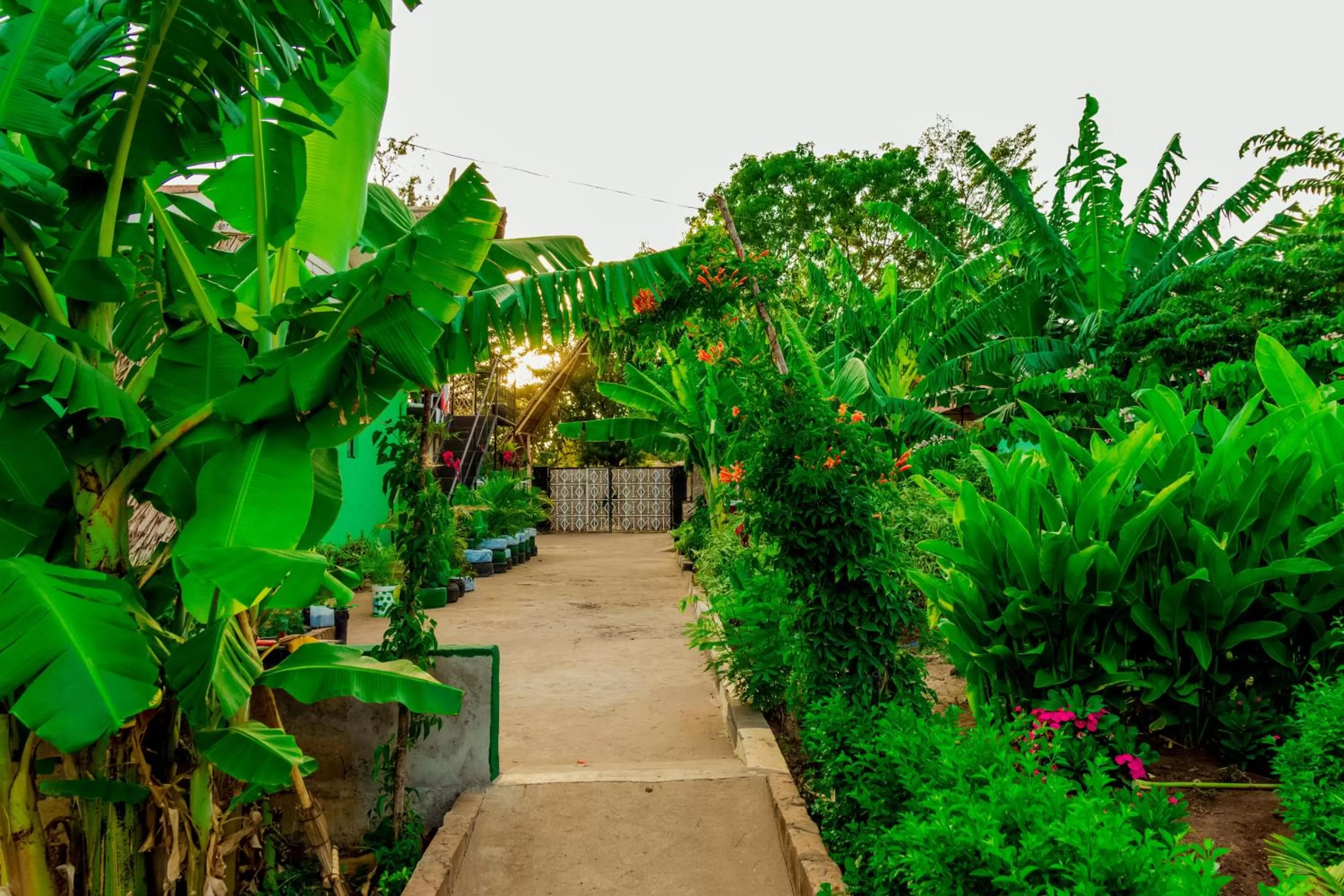 Natural landscape, Garden in Royal Wonders Hotel