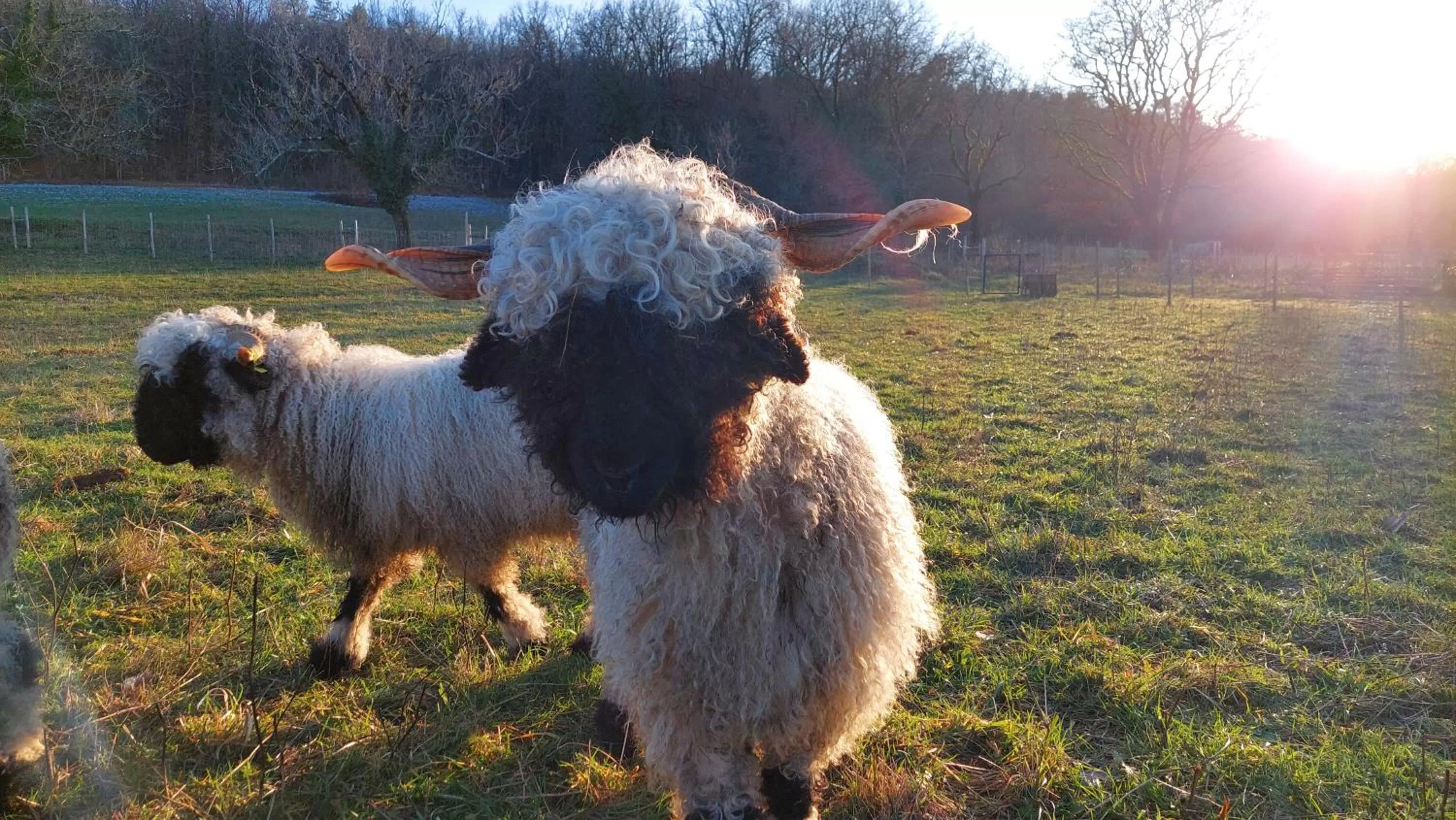 Animals in Ferme des Petites Oreilles 4 étoiles