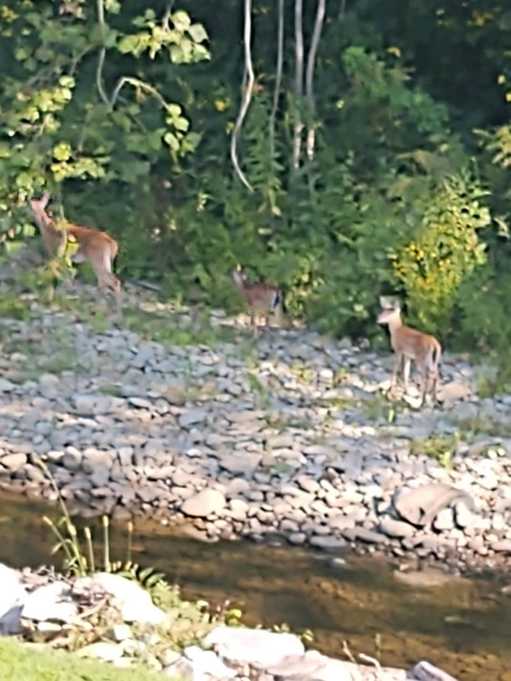 River view in Quality Inn Cherokee Riverside