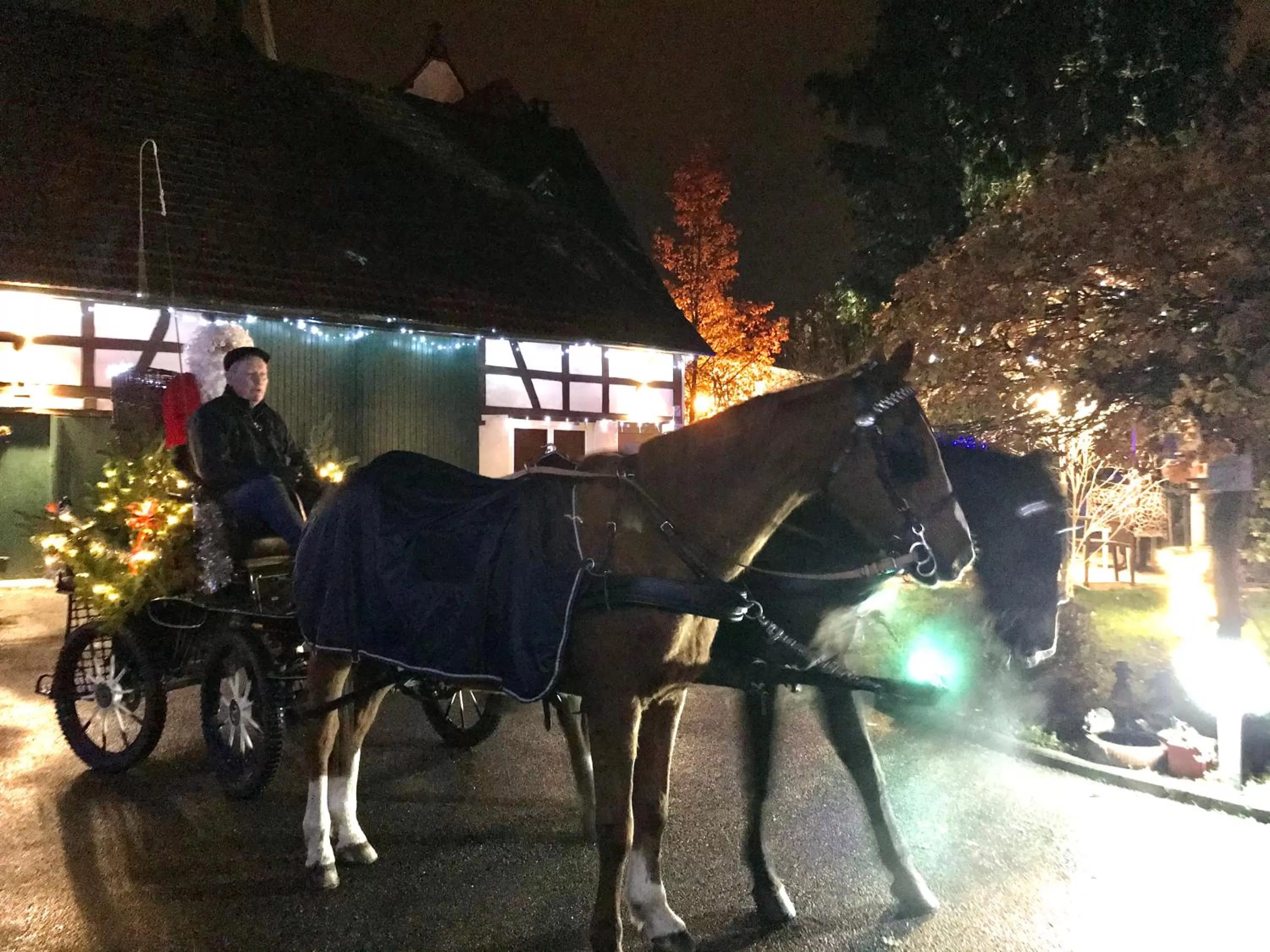 Activities, Horseback Riding in Maison d'hôtes Aux Deux Cigognes