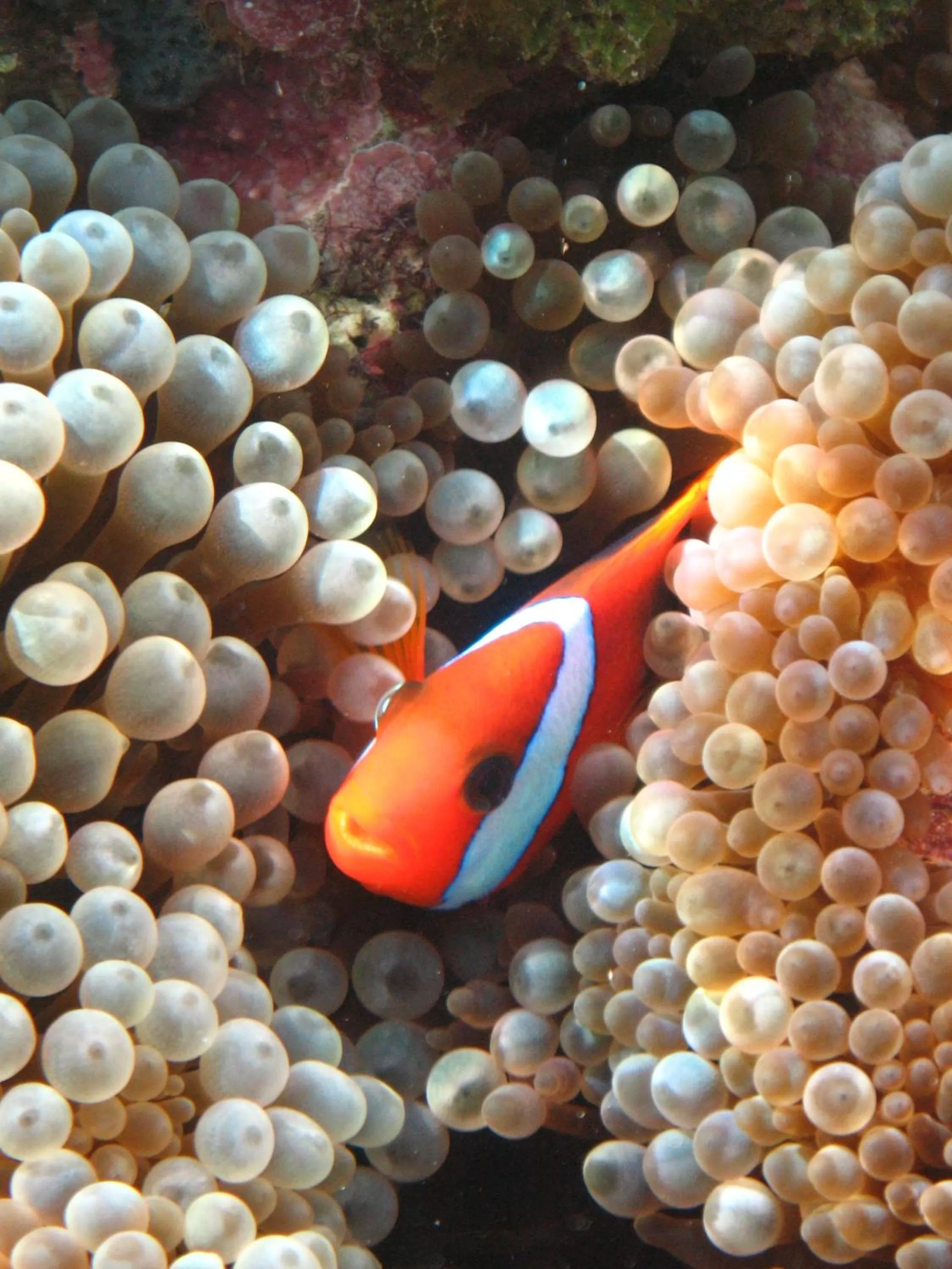 Snorkeling in Paradise Cove Resort