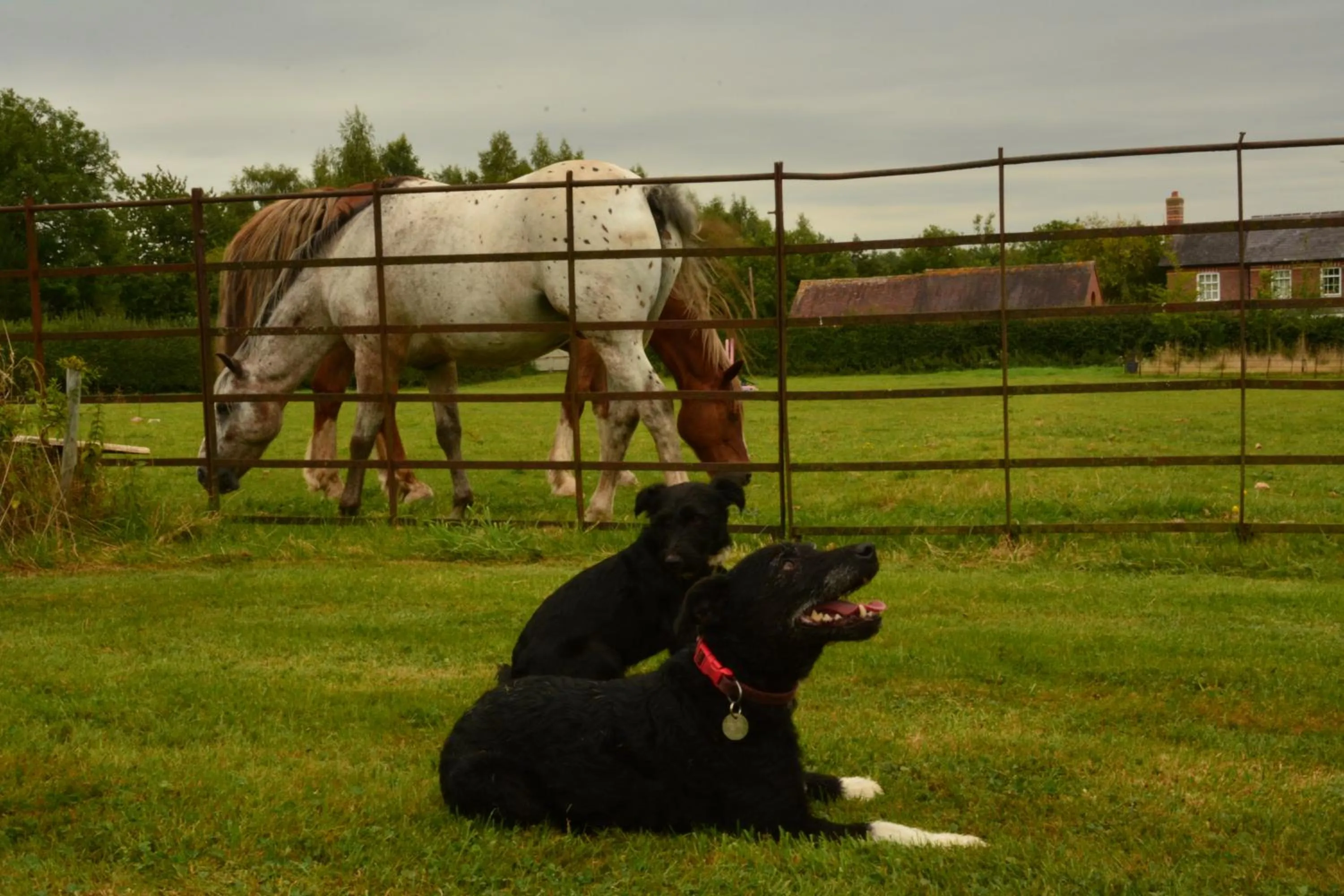 Pine Tree Lodge, Bridgnorth