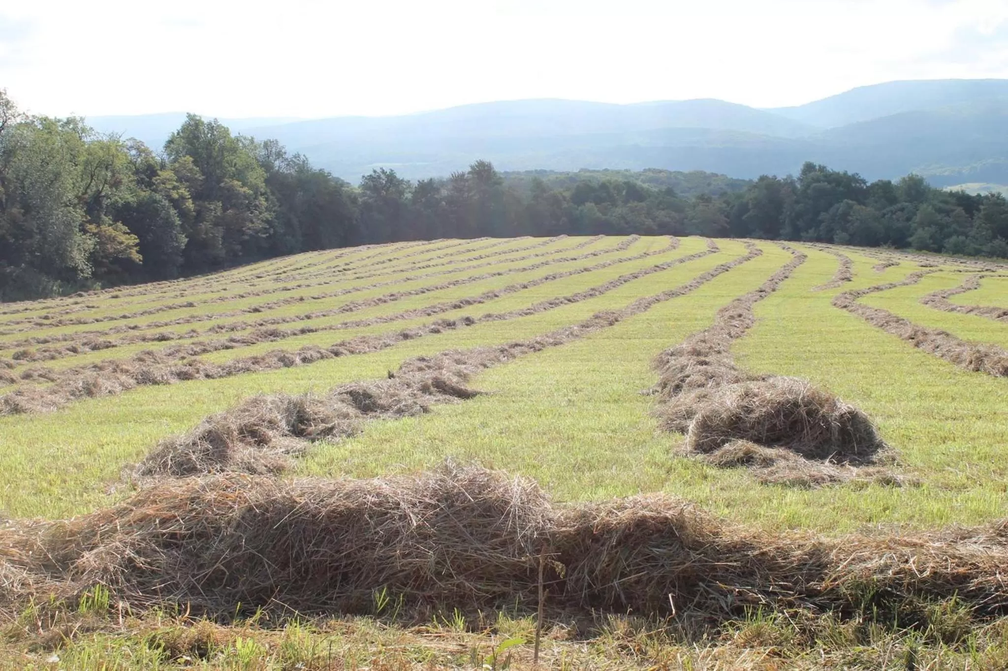 Natural landscape in Baneberry Meadows B&B