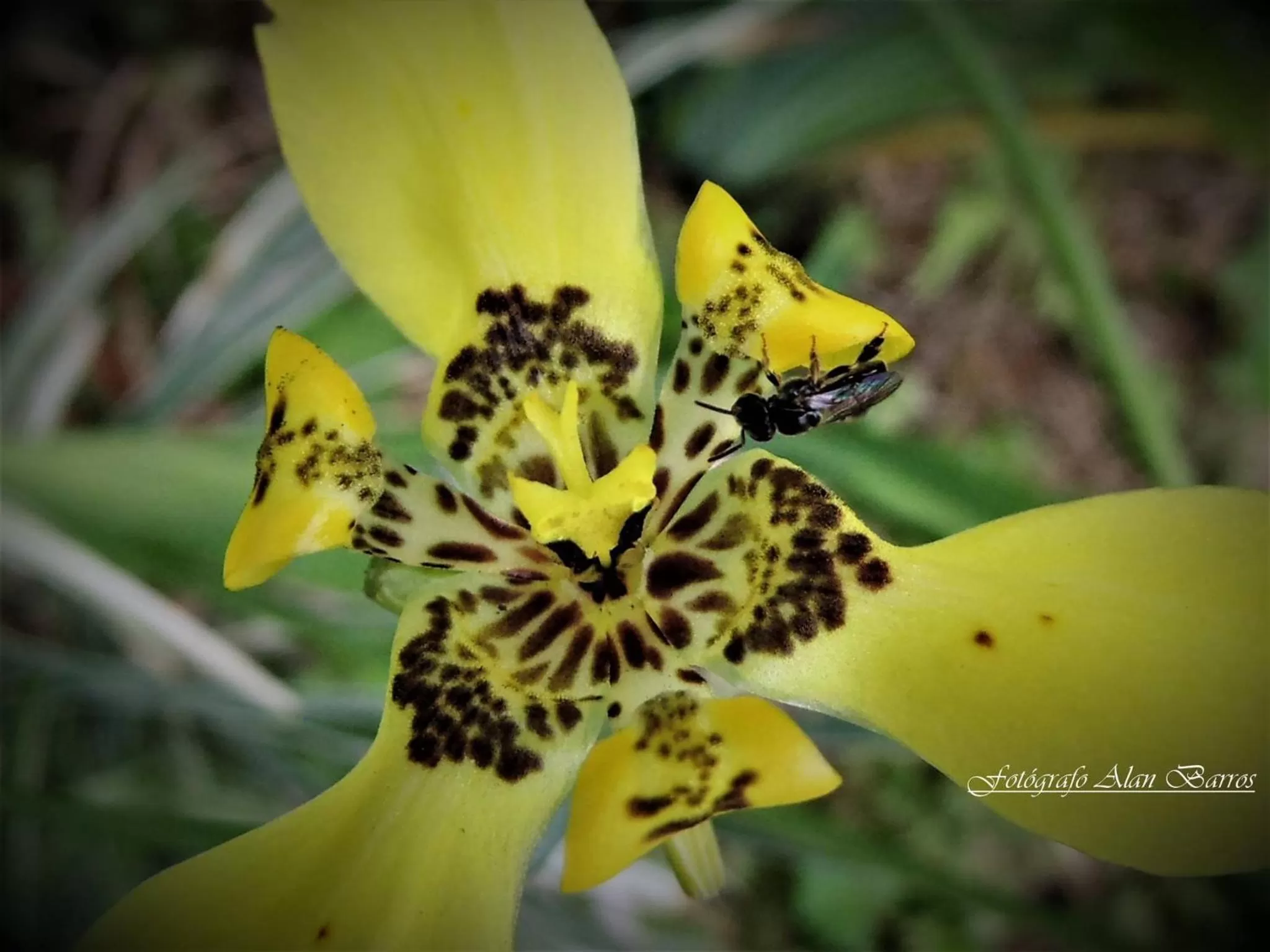 Natural landscape, Other Animals in Pousada Piquara