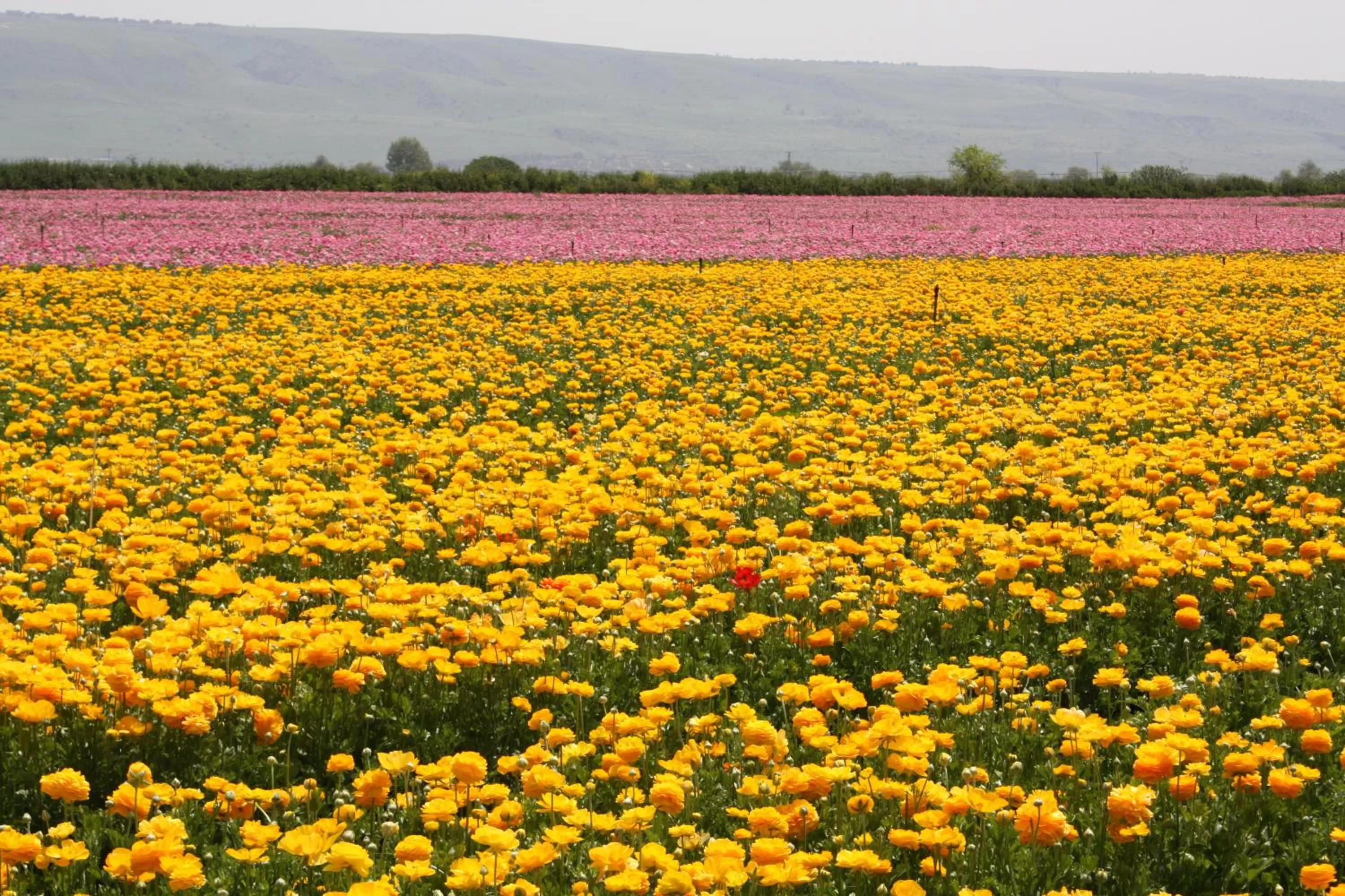 Spring, Natural Landscape in Beit Shalom Historical boutique Hotel