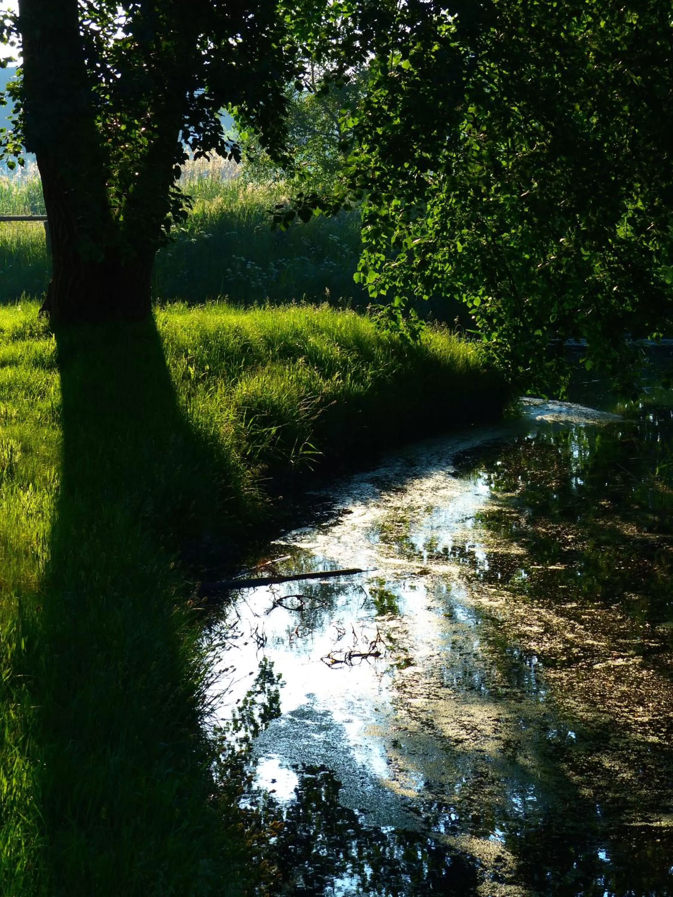 Garden view in Hotel-Marks-Garni