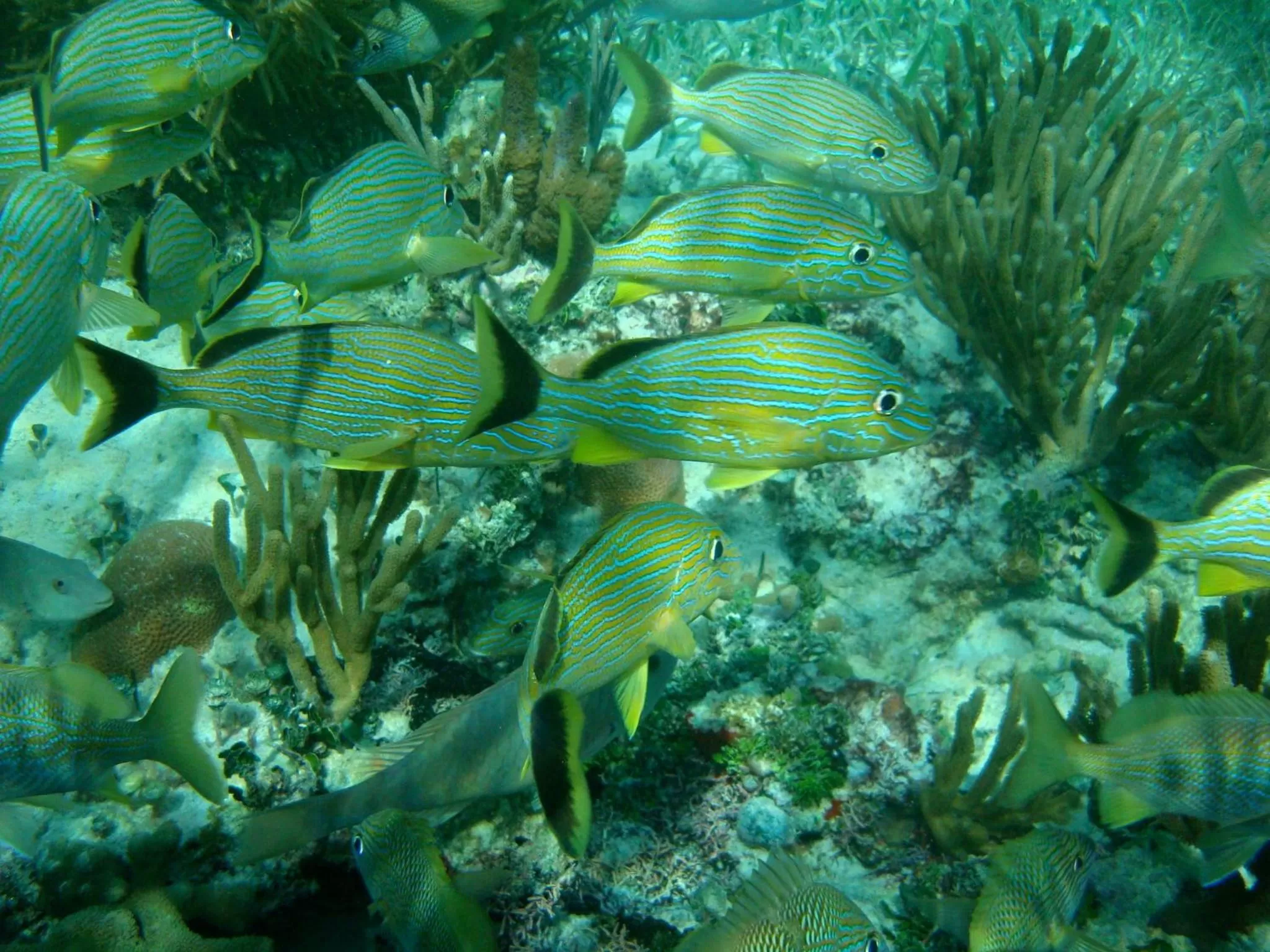Snorkeling in Rancho Sakol