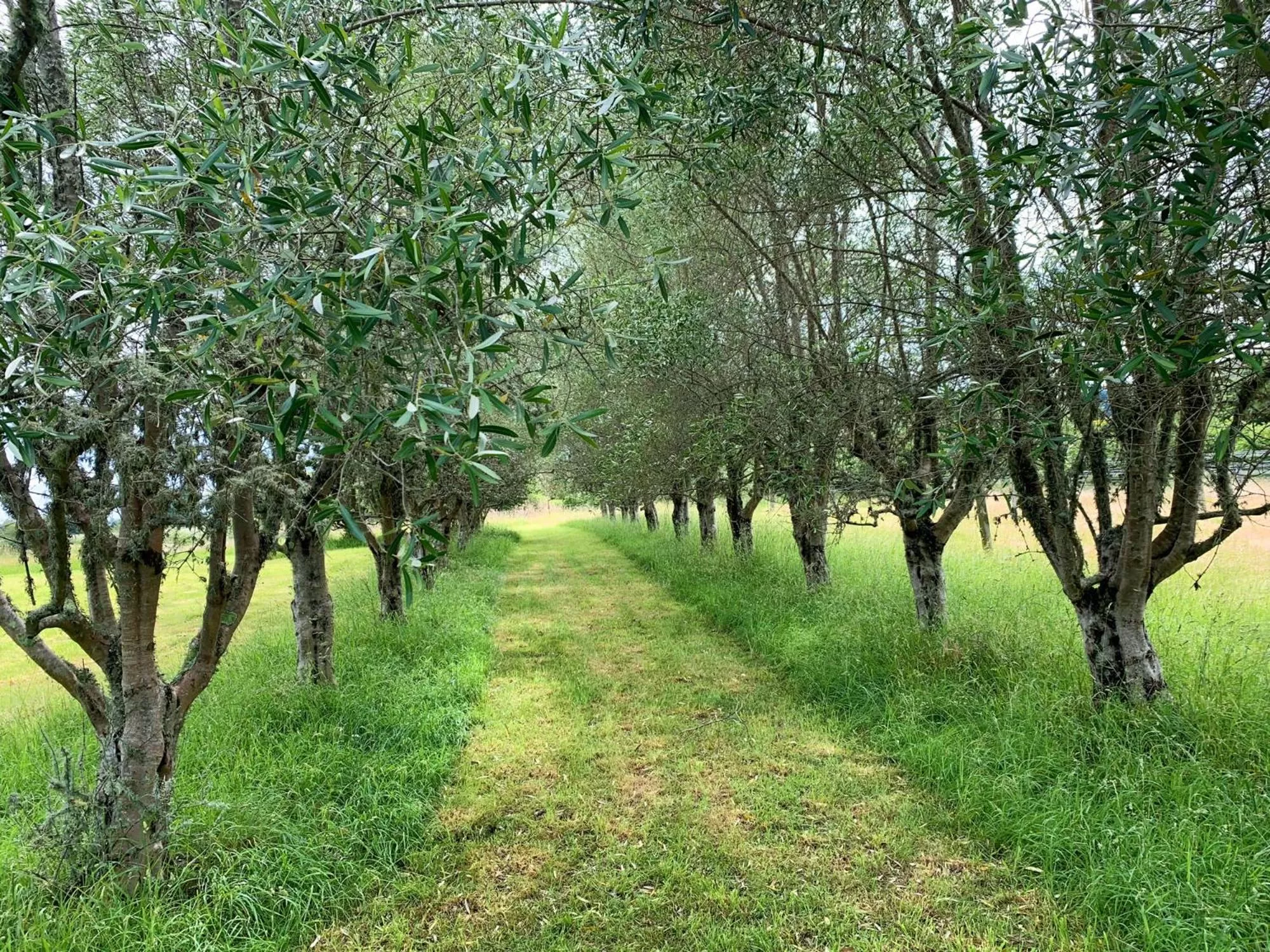 Garden view, Natural Landscape in Quail Farm, Colonial charm