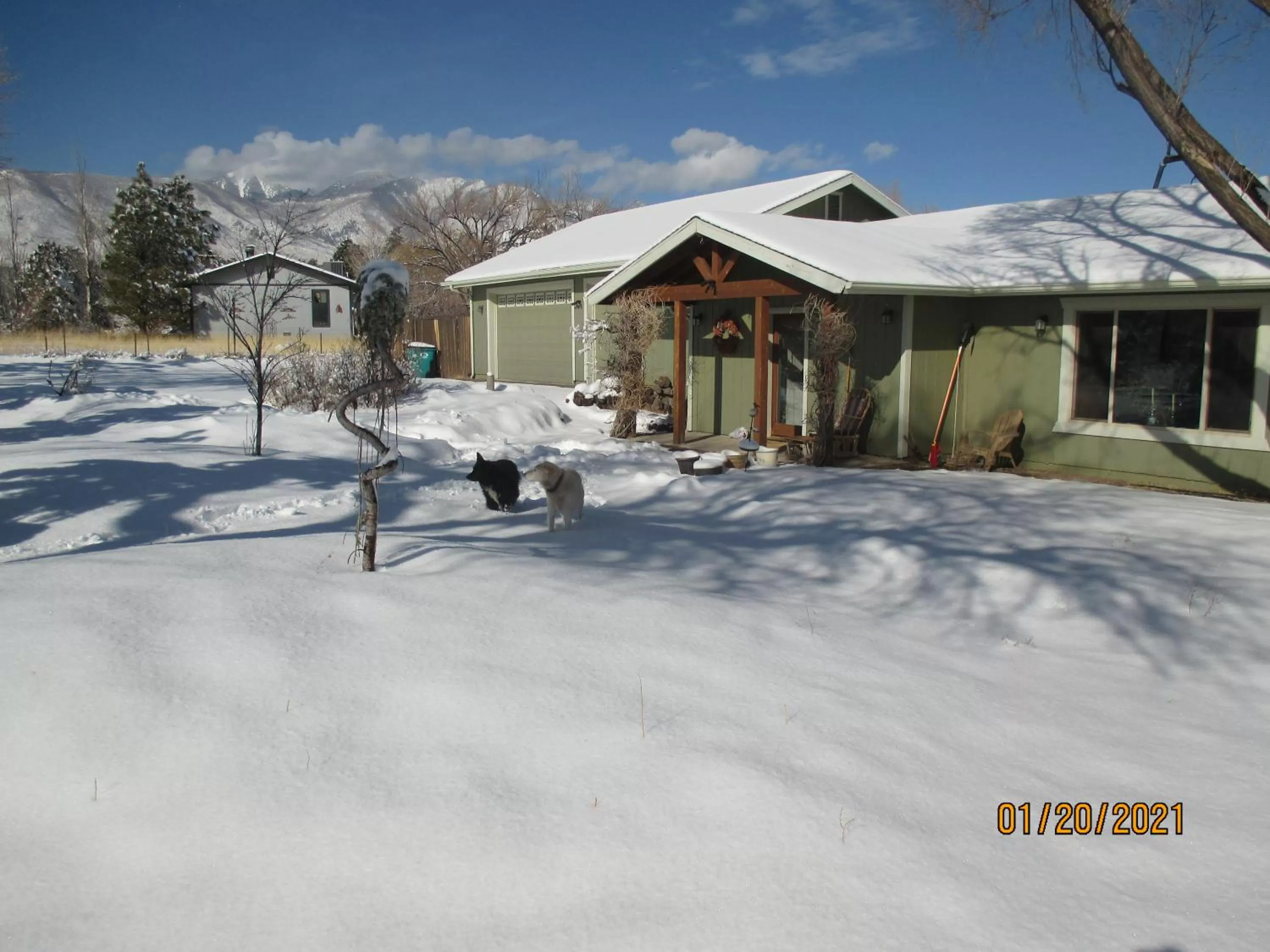 Pets in Peaks Wildernest House Bed and Breakfast - Vaccinations Required