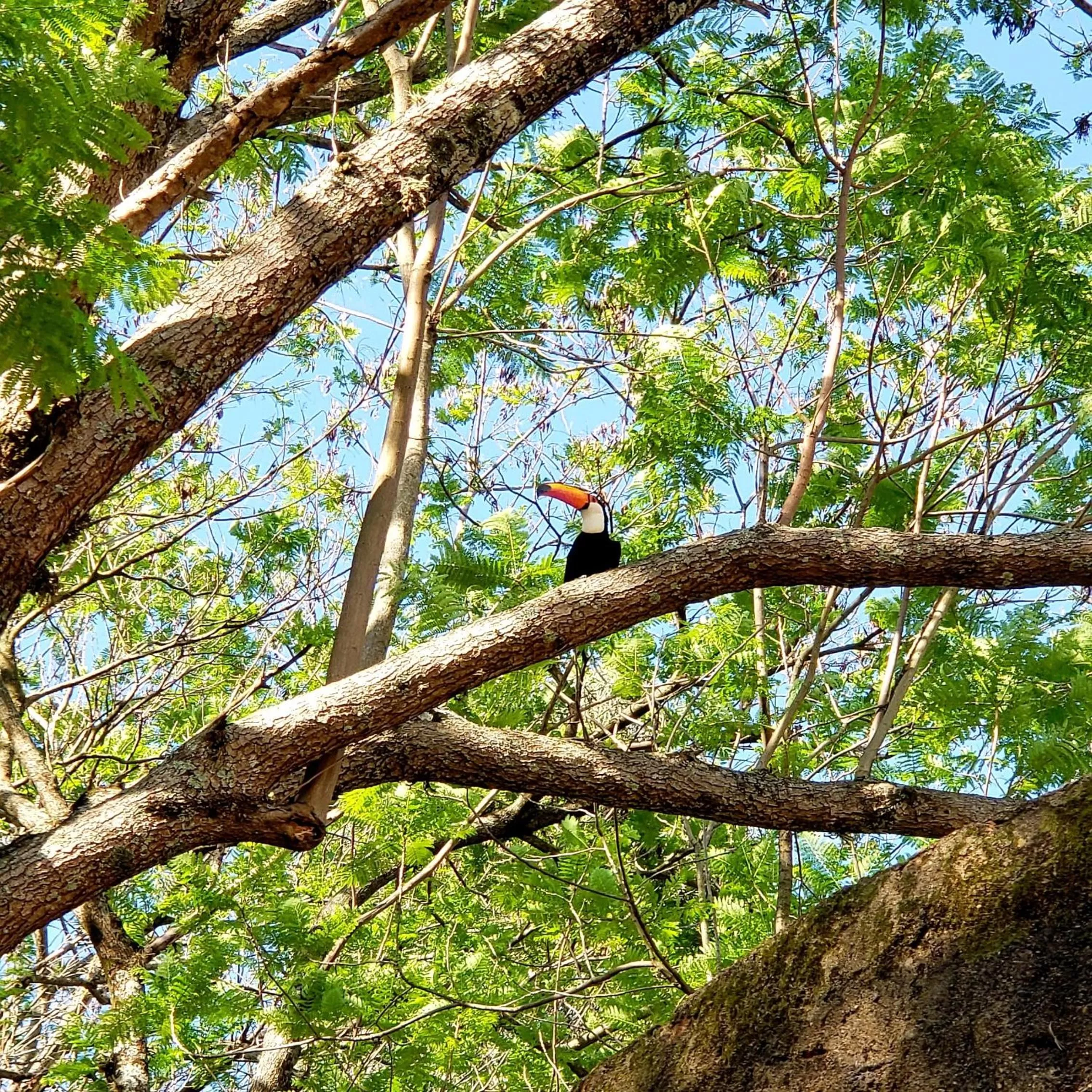Animals in Pousada Solar da Montanha