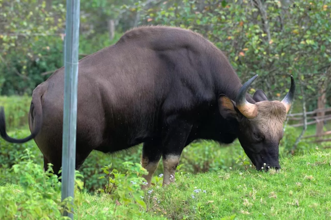 Garden view, Other Animals in Cloud Walk