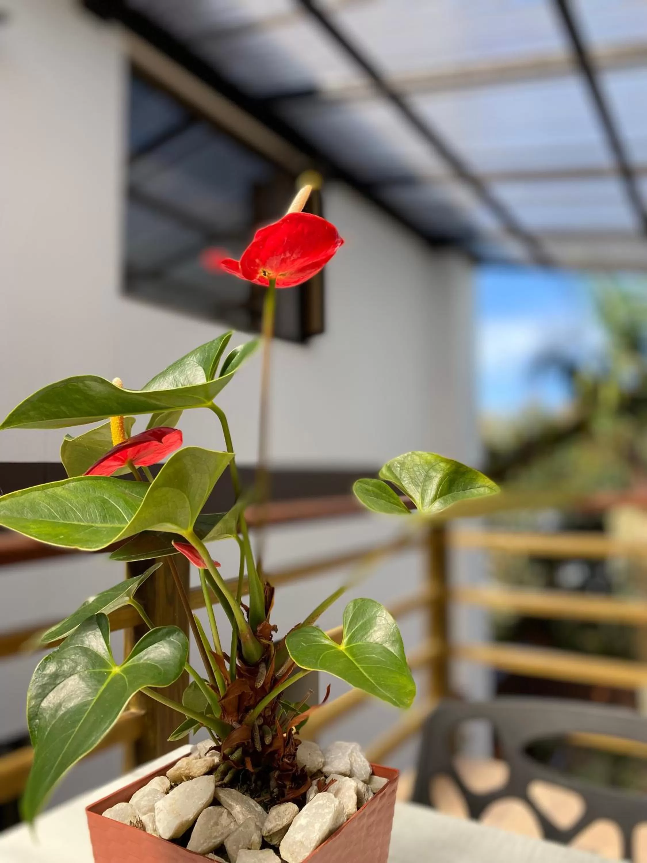 Garden view in Hotel Campo Real
