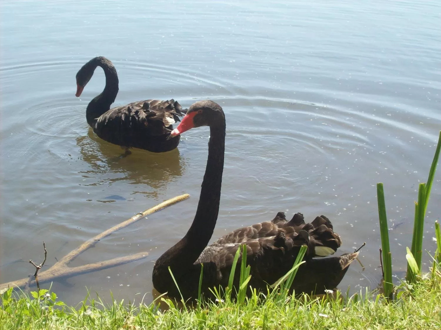 Animals in Hôtel L'ile Du Saussay