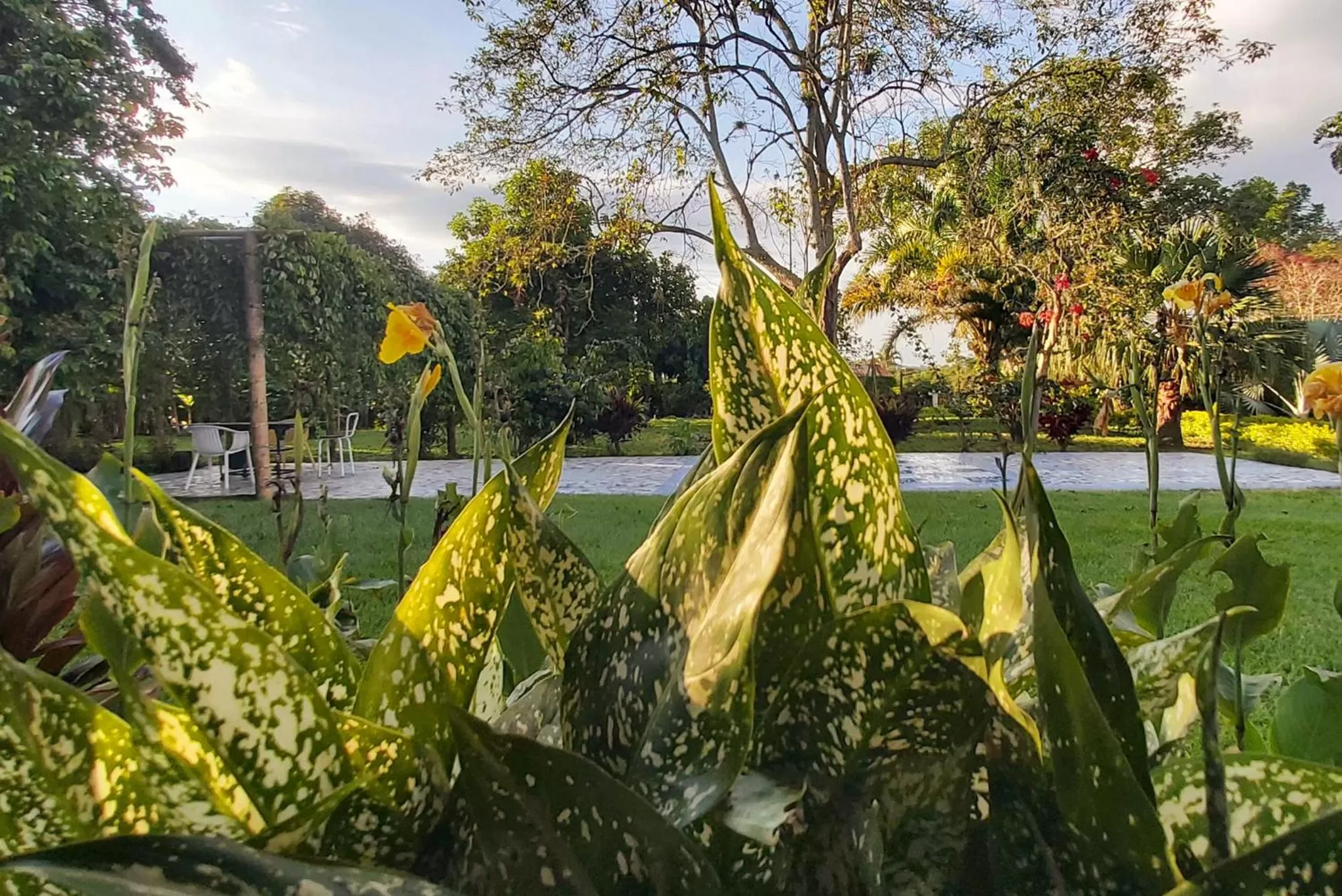 Garden, Swimming Pool in Balsora Hotel Boutique
