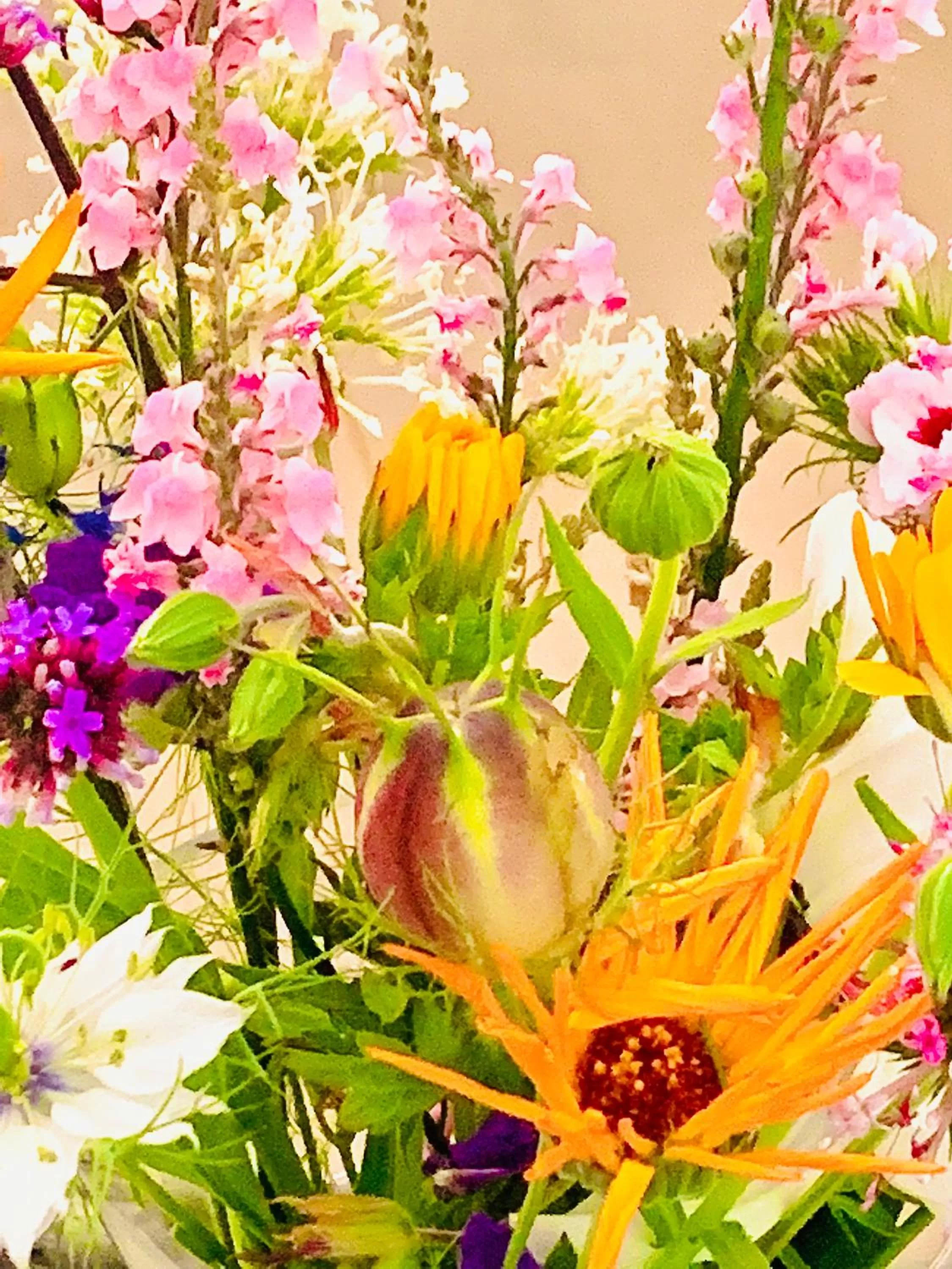 Garden in Bed & Breakfast Jo Amsterdam