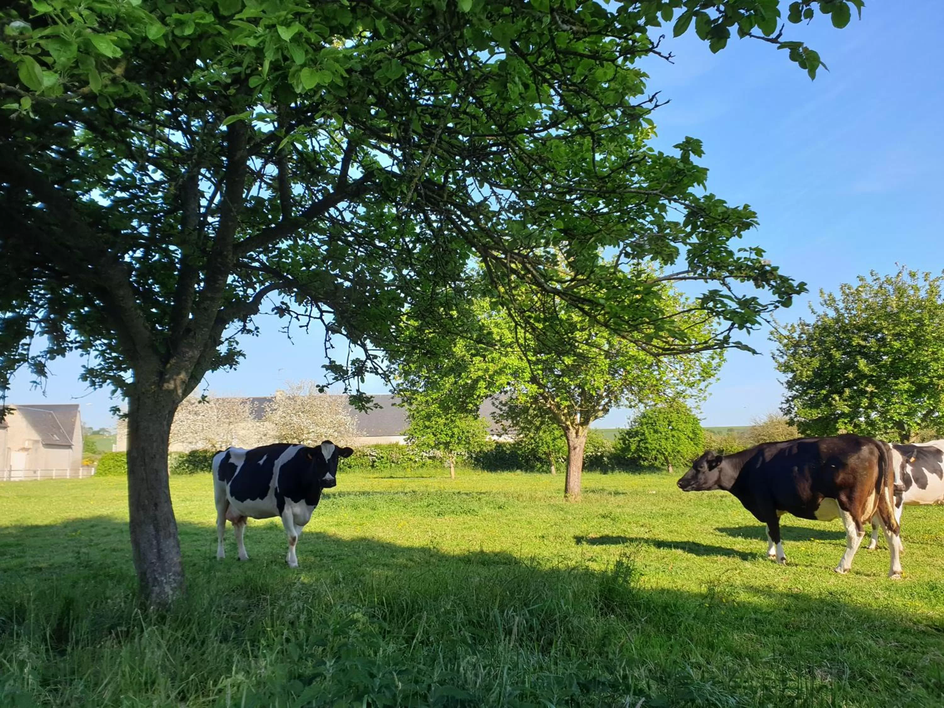 Pets in LA MAISON DE NACRE