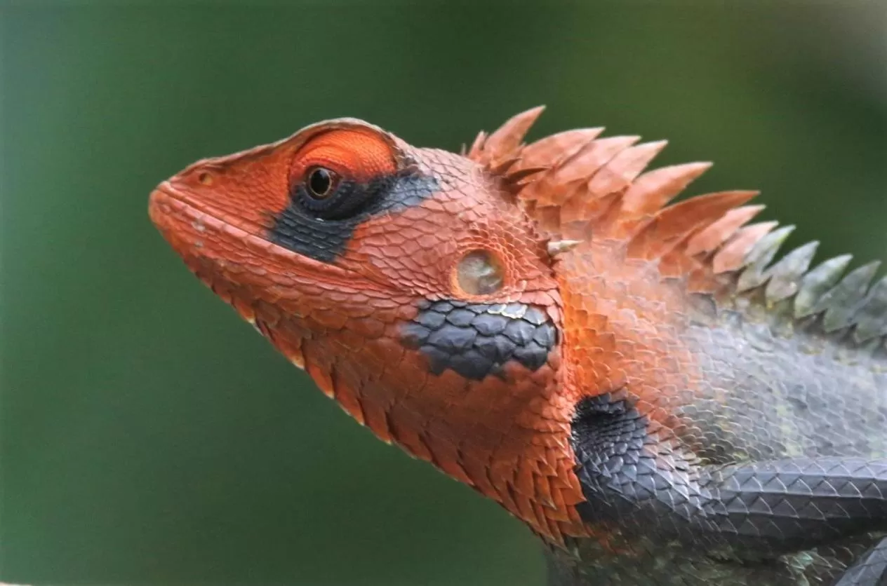 Animals, Other Animals in The Spice House Mirissa