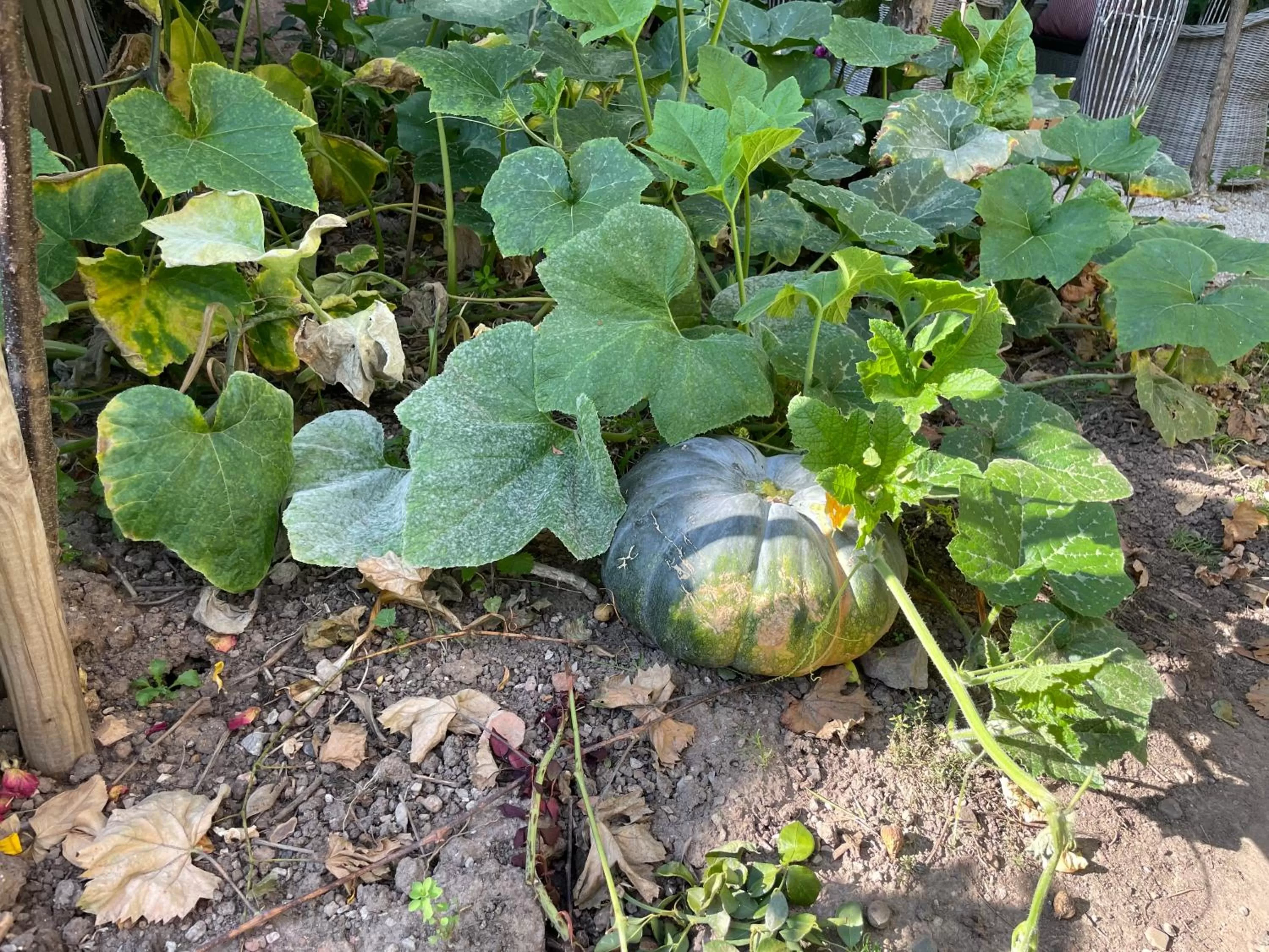 Garden in Jugendstil-Hof
