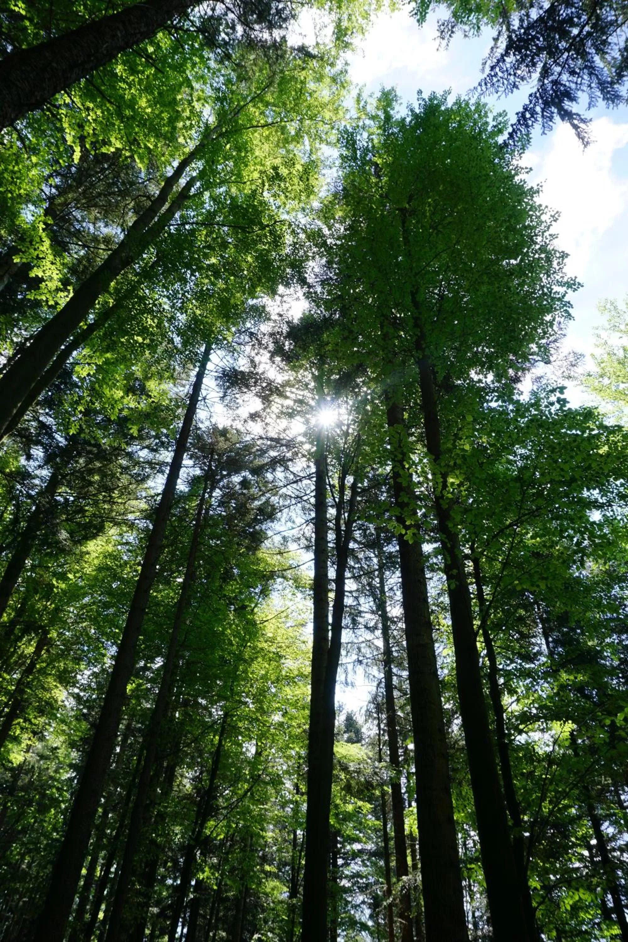 Natural landscape in Kurparkhotel Faißt