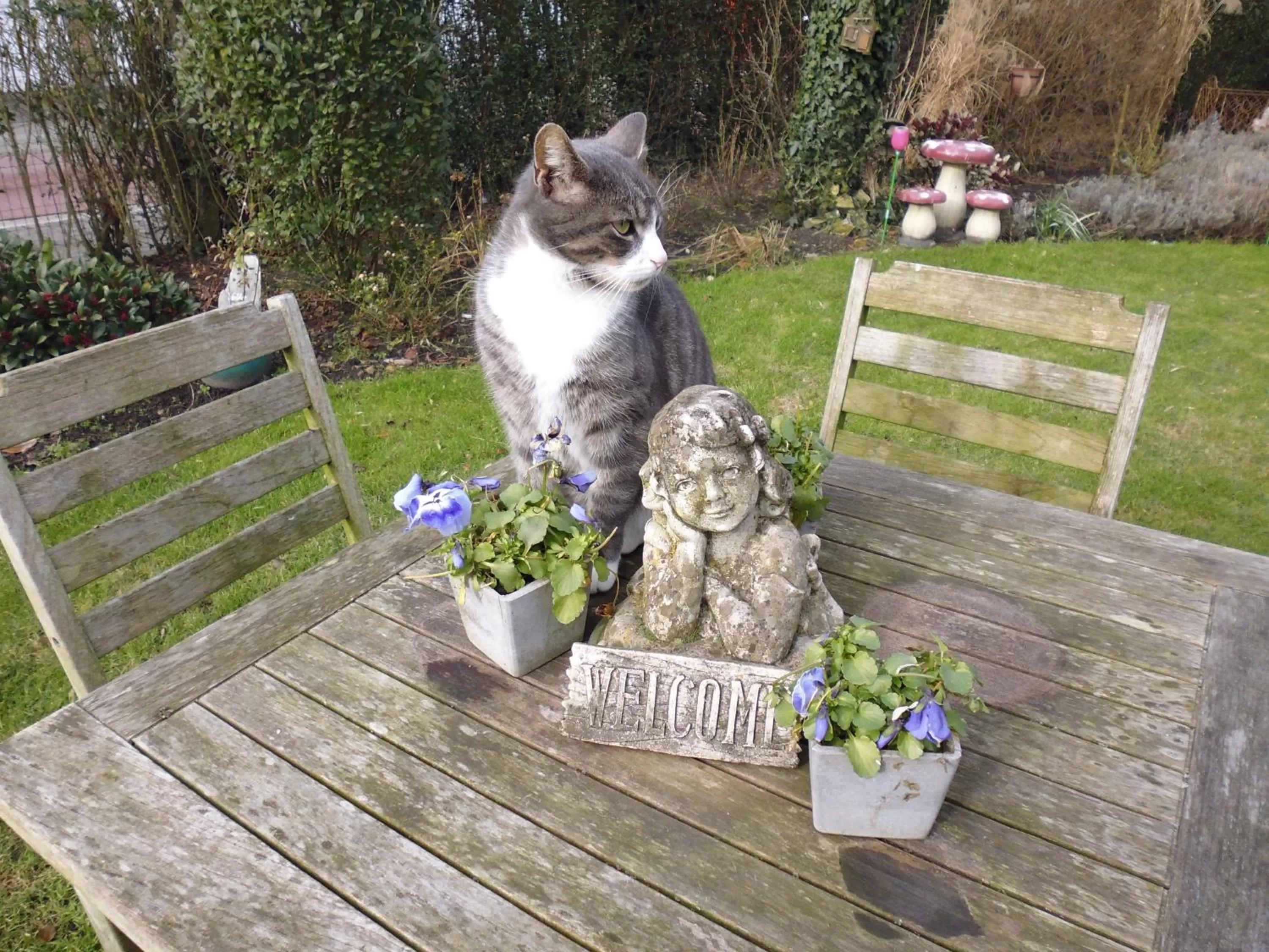 Garden, Pets in B&B De Vijf Zuilen