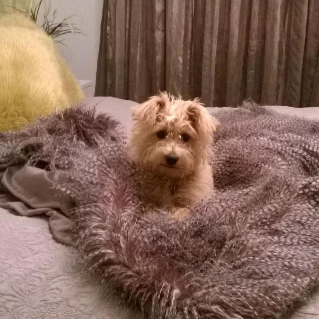 Pets in Korbaylen Estate