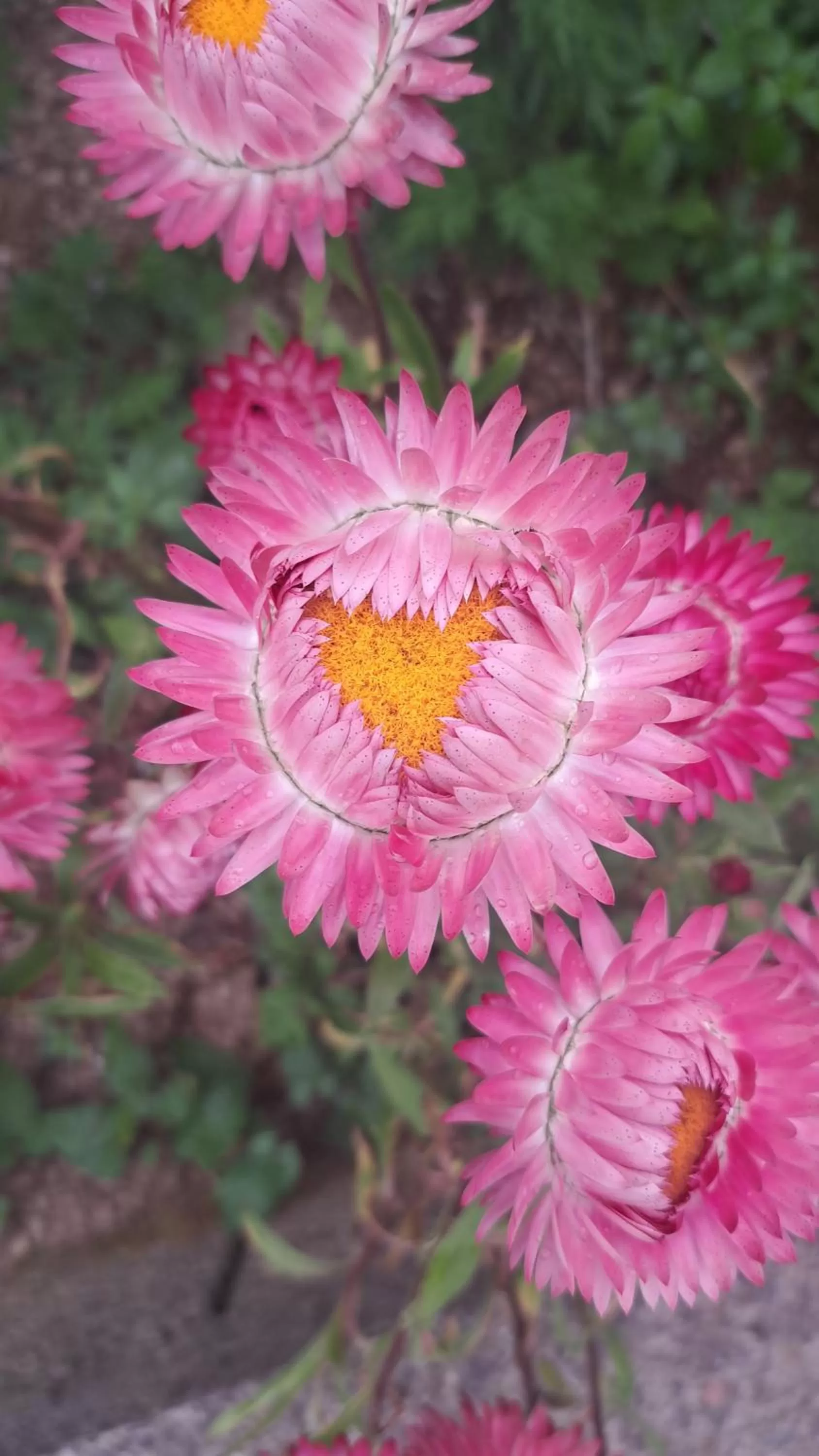 IL CEPPO sui sentieri per Amalfi