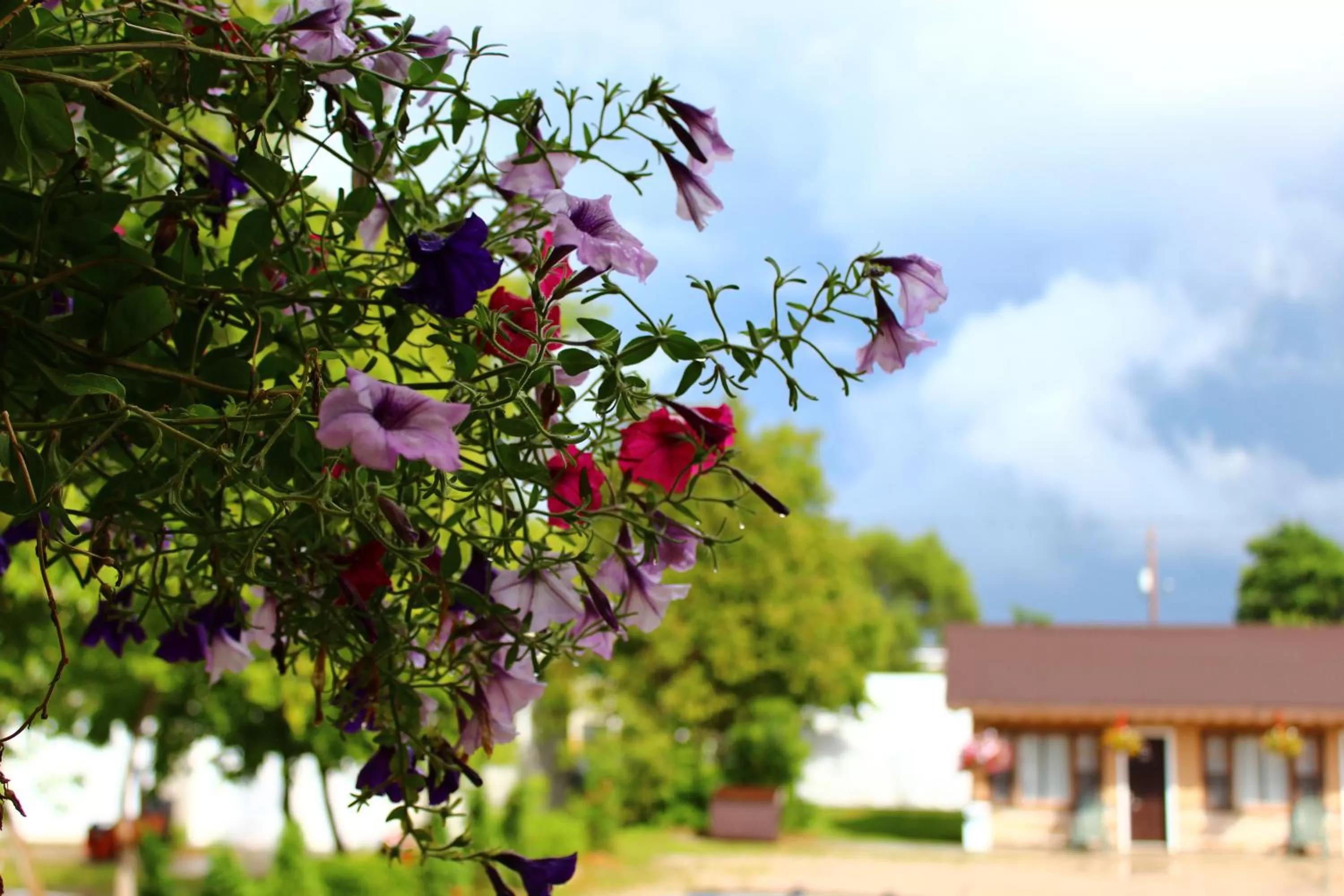 Day in Hawberry Motel