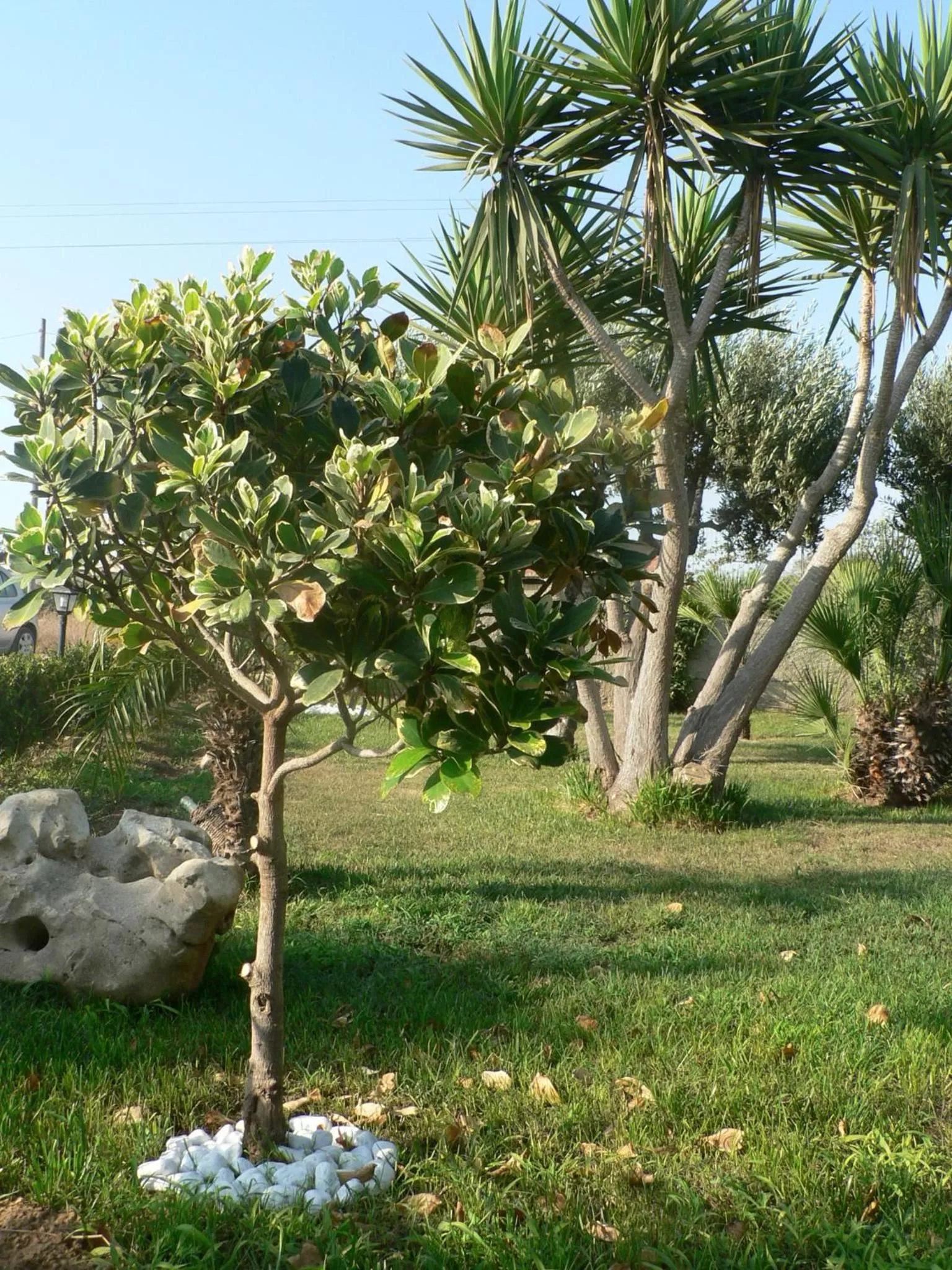 Garden in B&B Villa Francesco