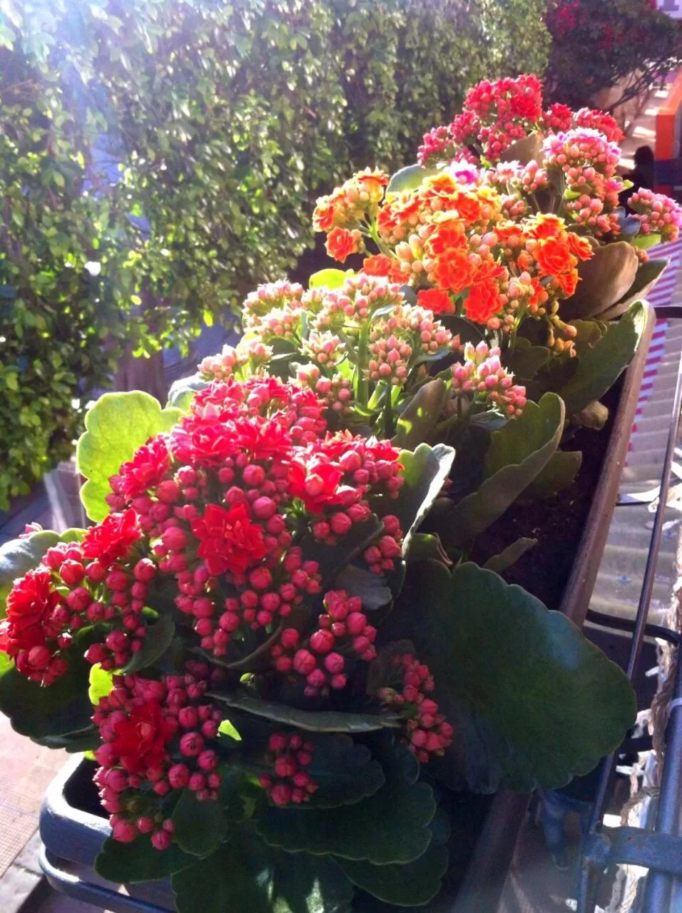 Property building in La Corte del Geco