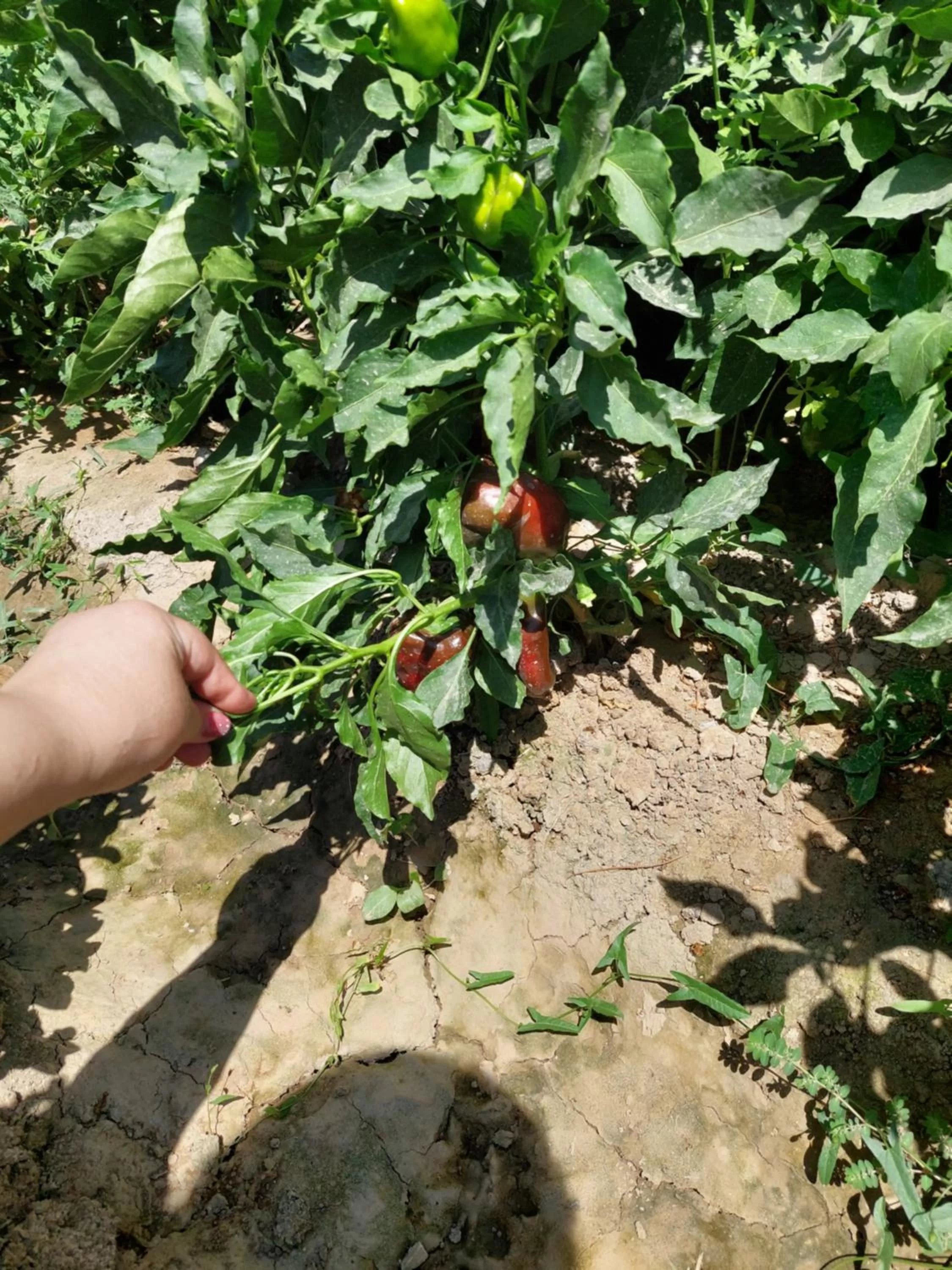 Garden, Other Animals in Samarabonu Hotel