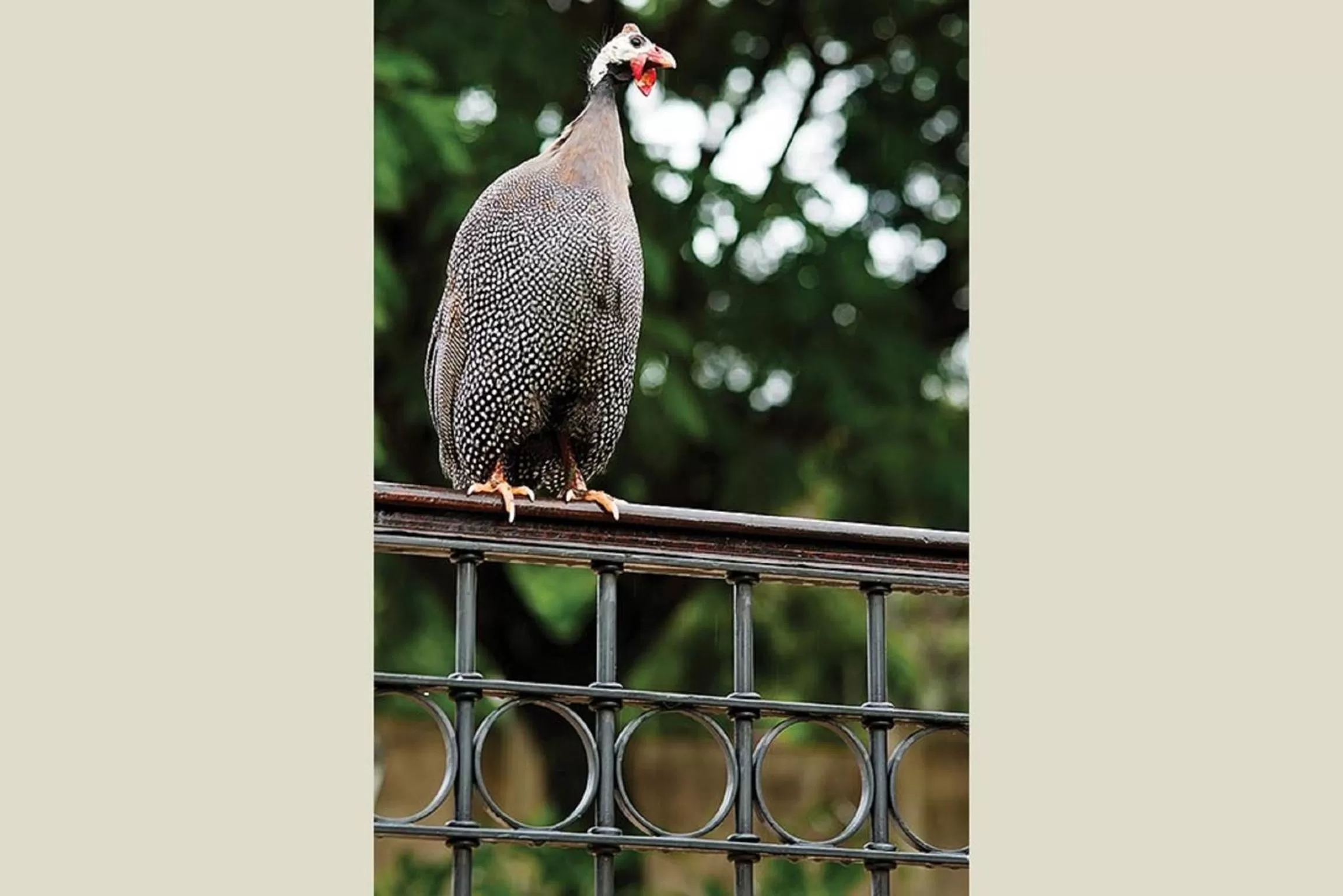 Garden, Other Animals in Vila Real Hotel