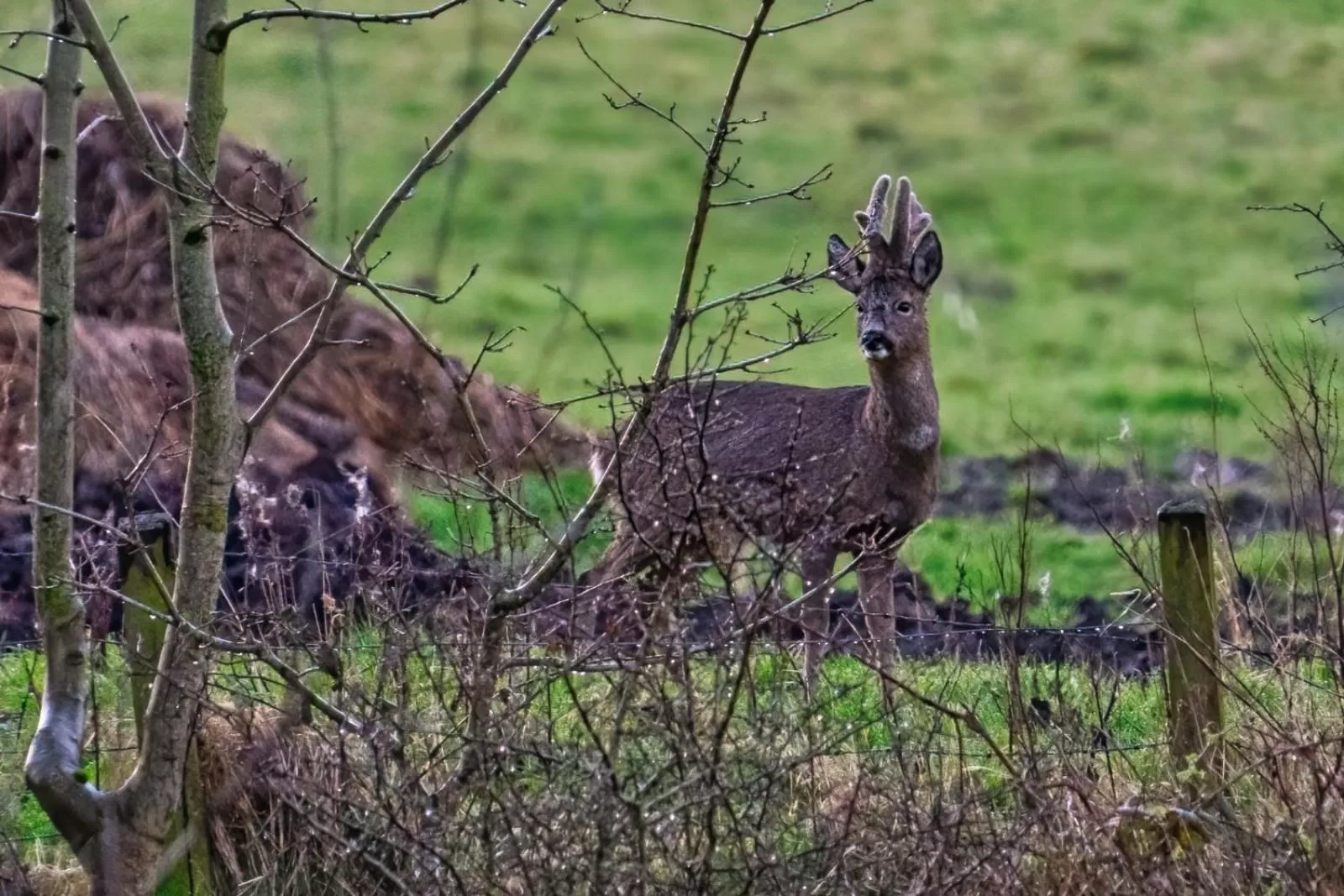 Property building in Retreat at The Knowe Auchincruive Estate