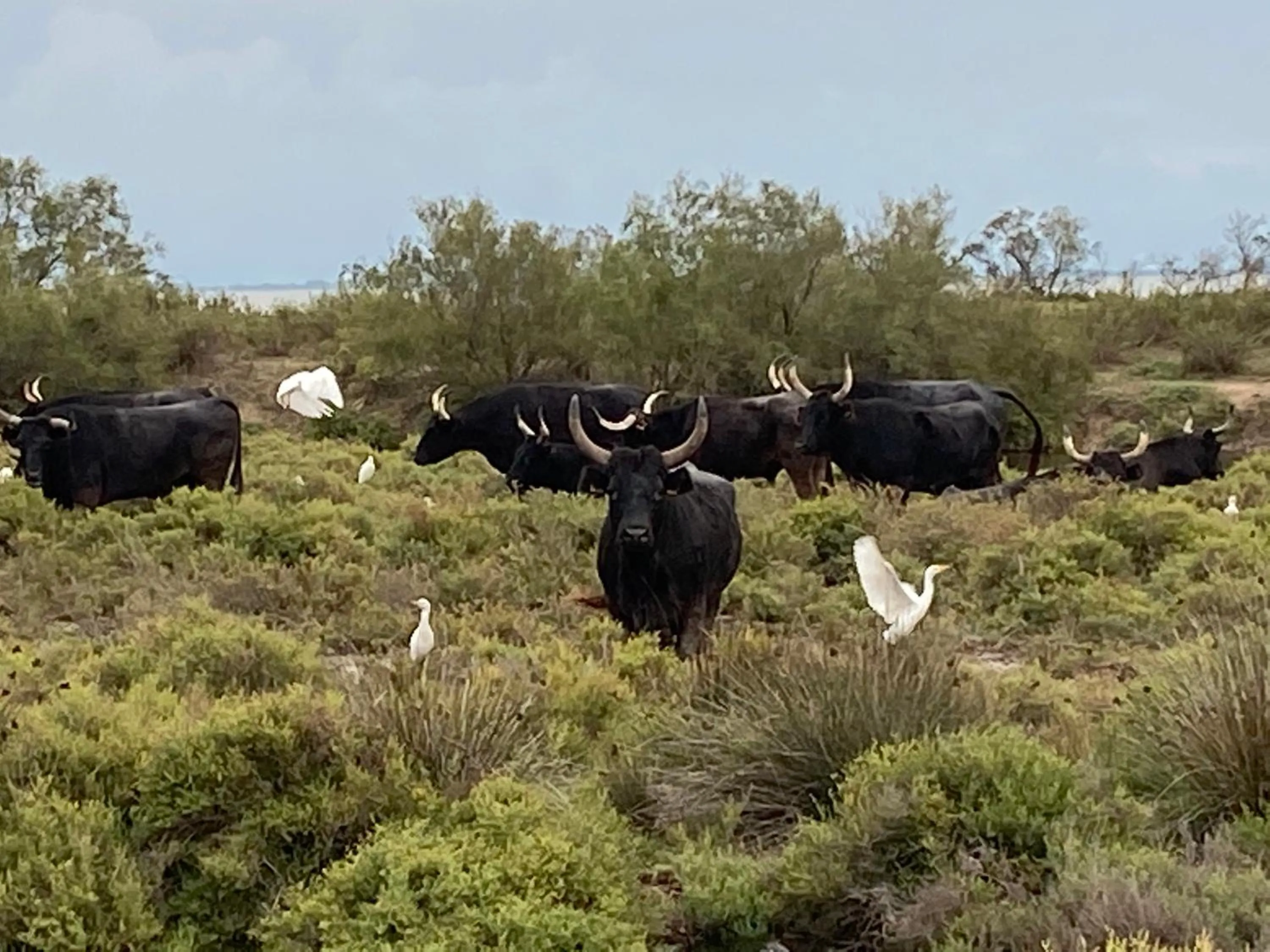 Animals in Le Mas de Cocagne