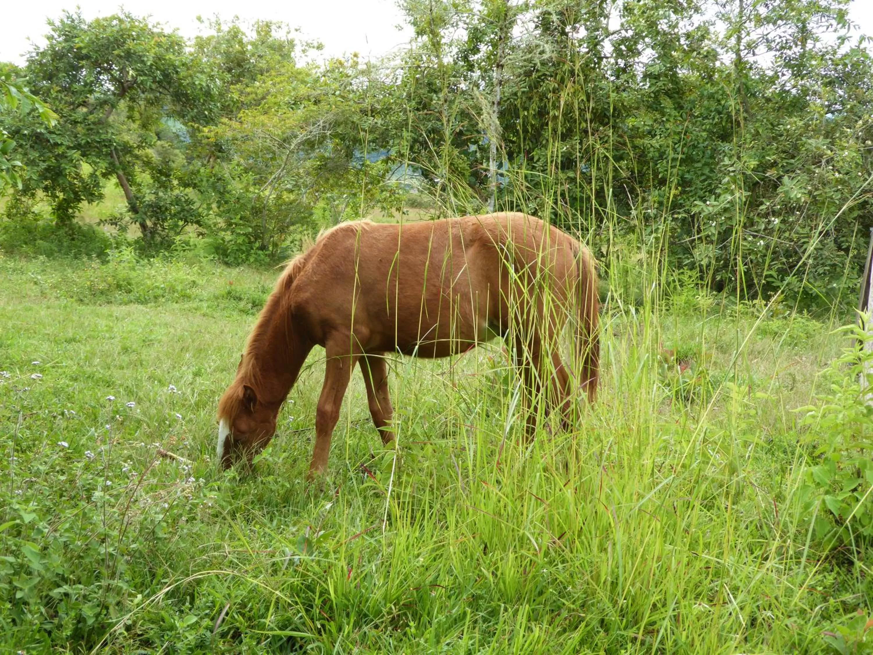 Pets in Finca El Cielo