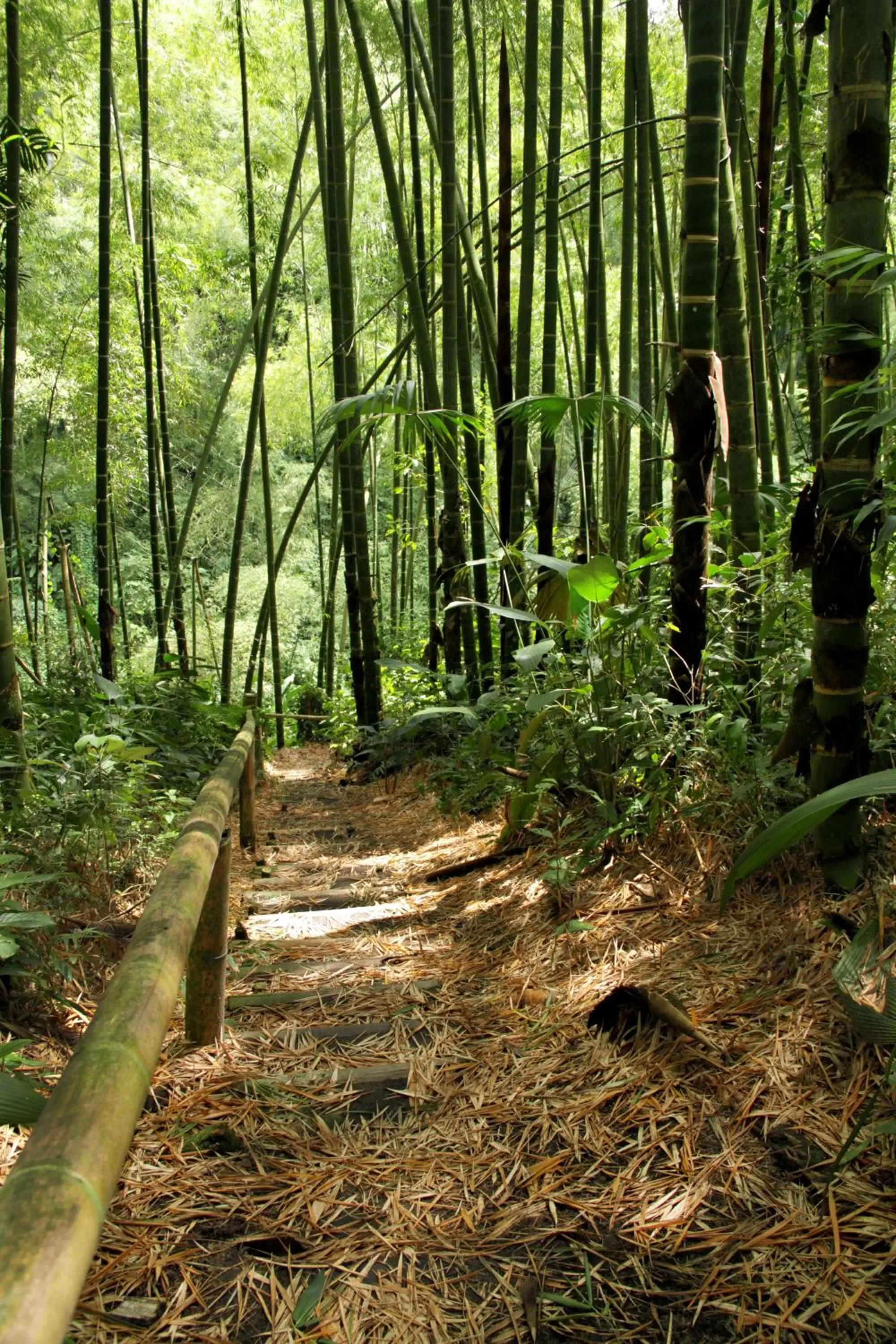 Natural landscape in Hotel campestre La Floresta