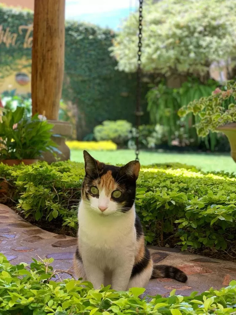 Pets in Hostal Villa Toscana