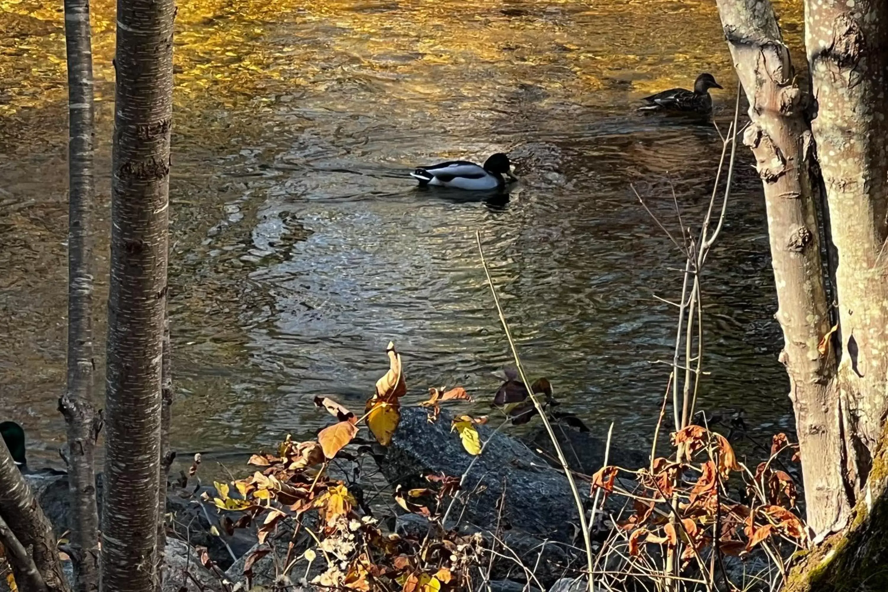 Studio in Riverbank Motel and Cabins Managed by Vacasa Studio in Riverbank Motel and Cabins Managed by Vacasa