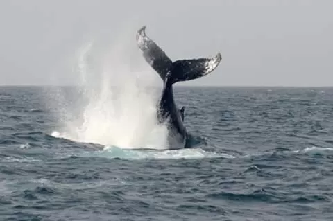 Activities in B&B Sereia Azul Boa Vista