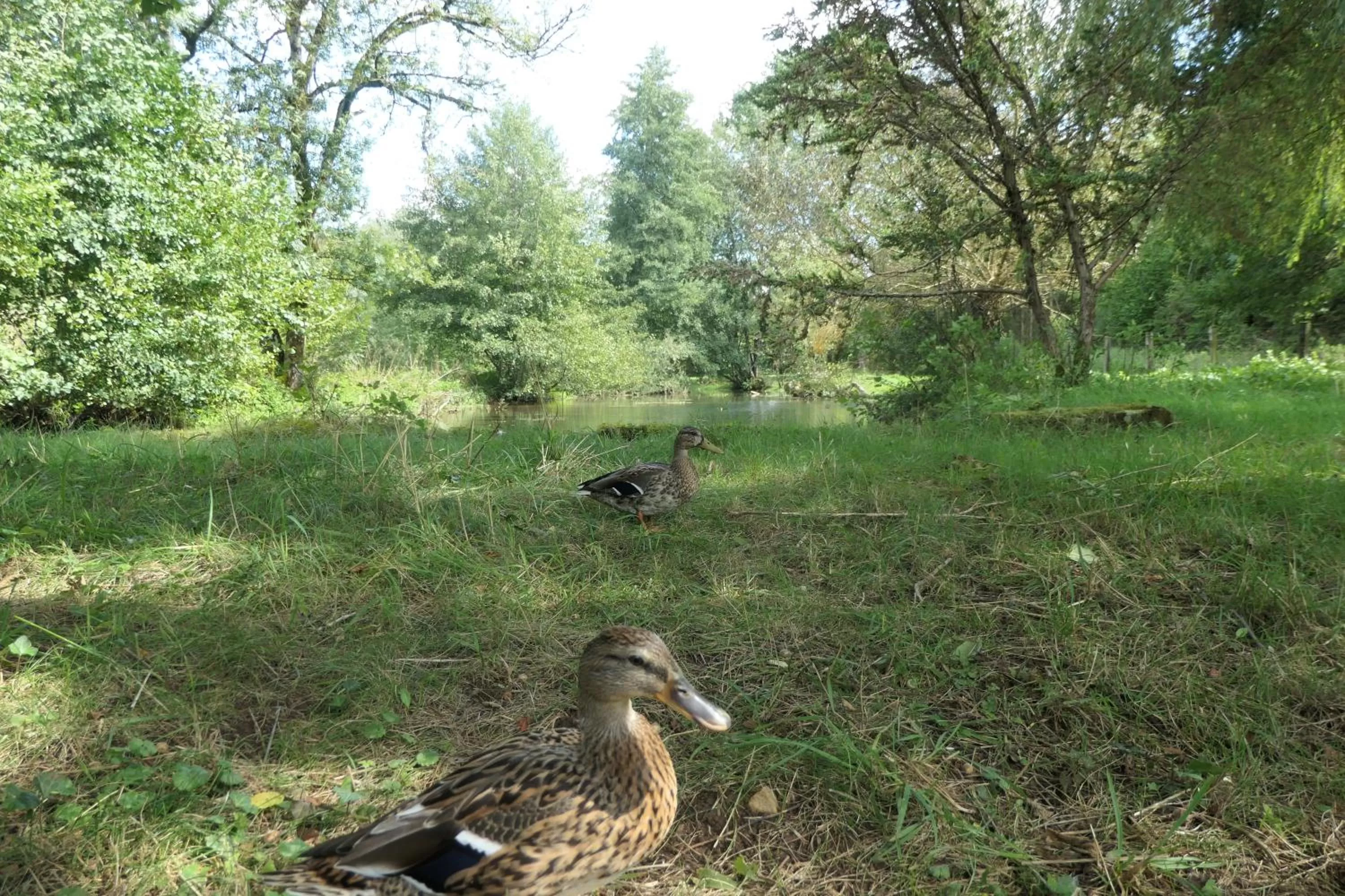 River view in Le Moulin Aux Ecrevisses