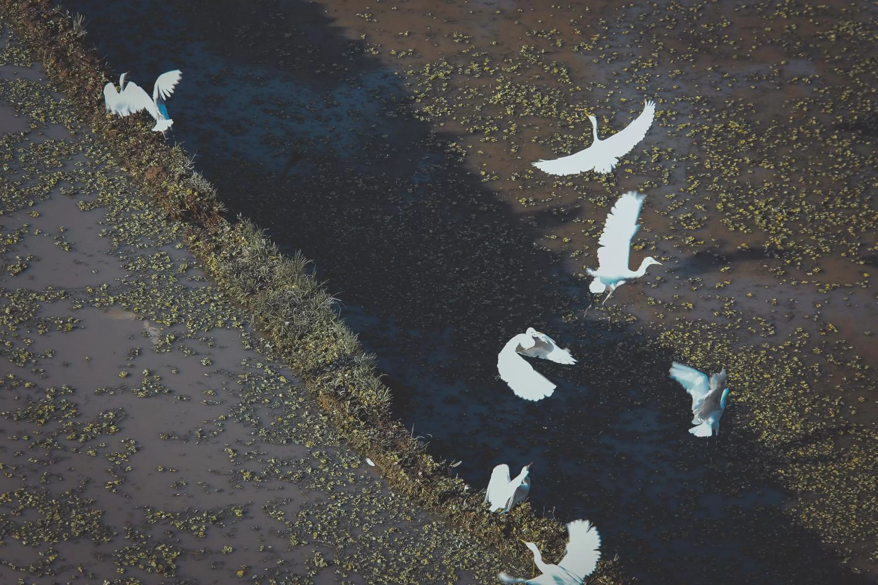 View (from property/room) in Portobello Villa Ubud