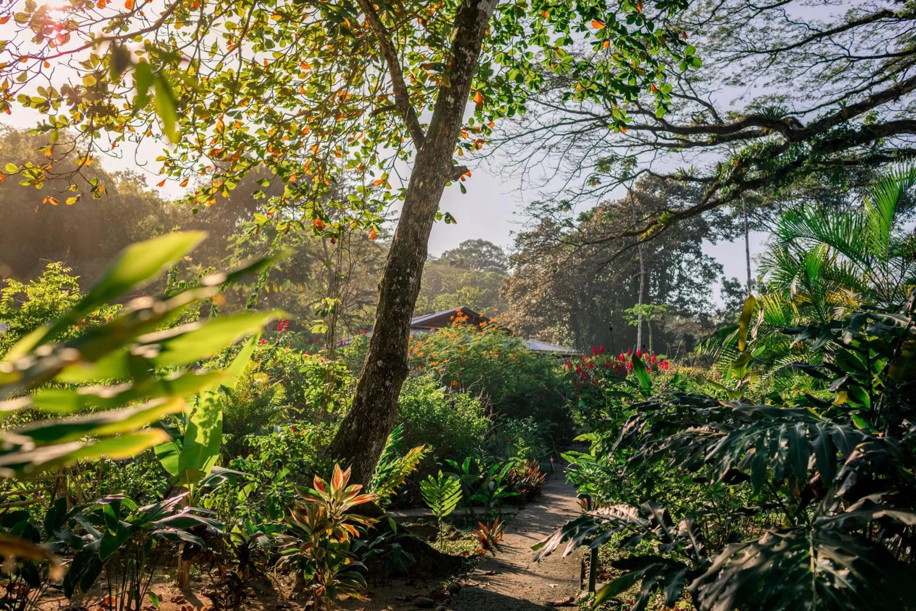 Garden view in The Hummingbird