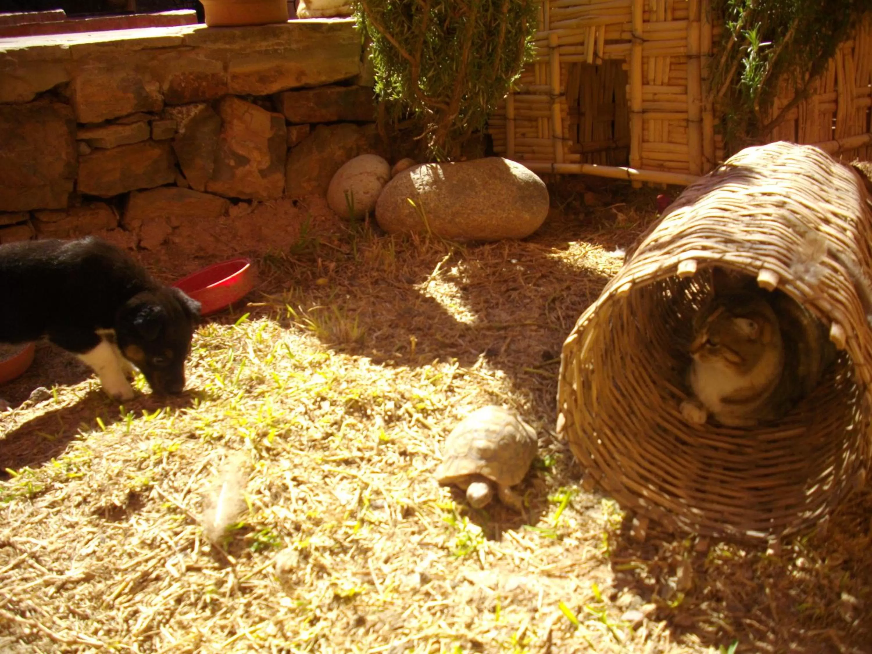 Animals, Other Animals in Kasbah Zitoune