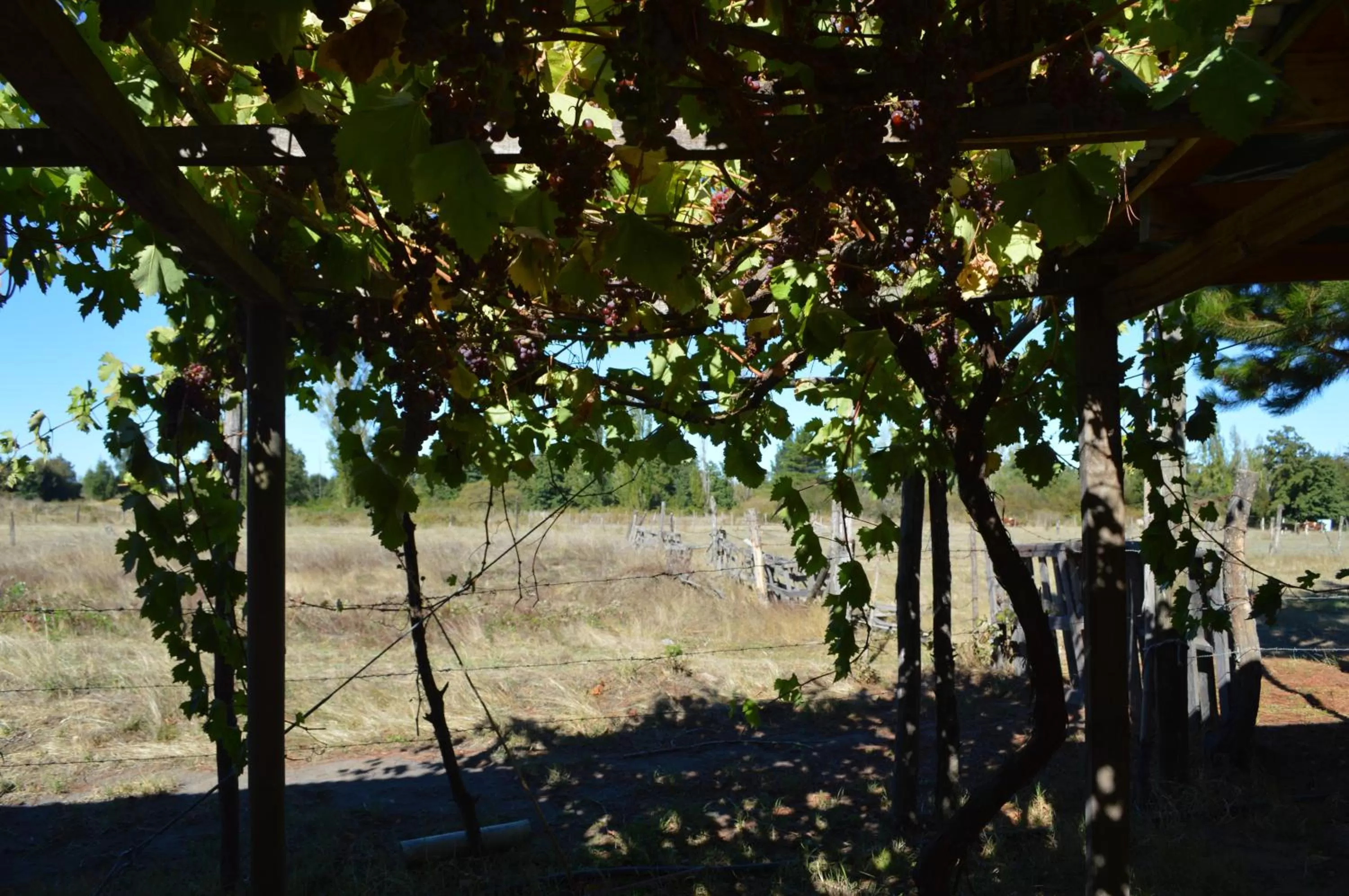 Coyunche Cabañas y Camping Laja & San Rosendo