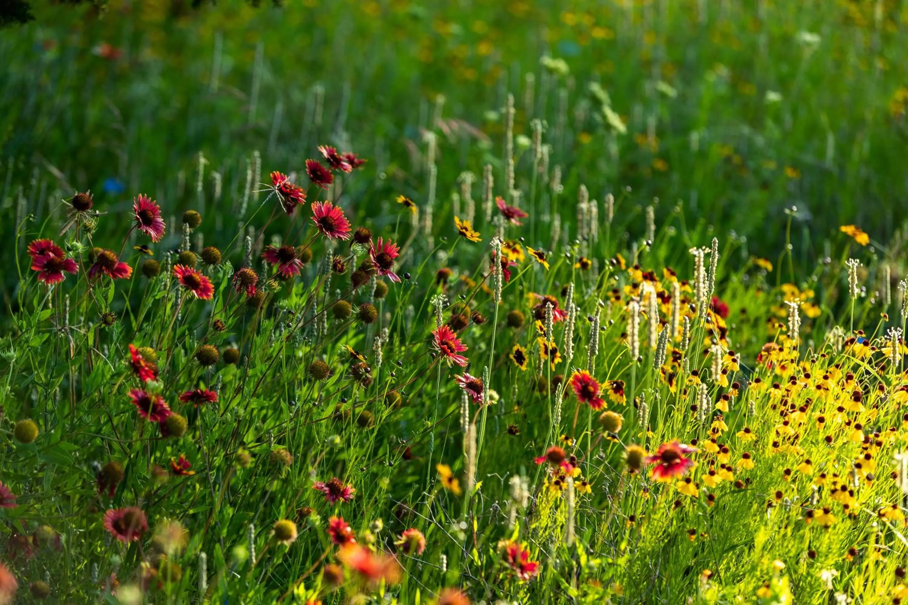 Spring, Other Animals in Wildcatter Ranch and Resort