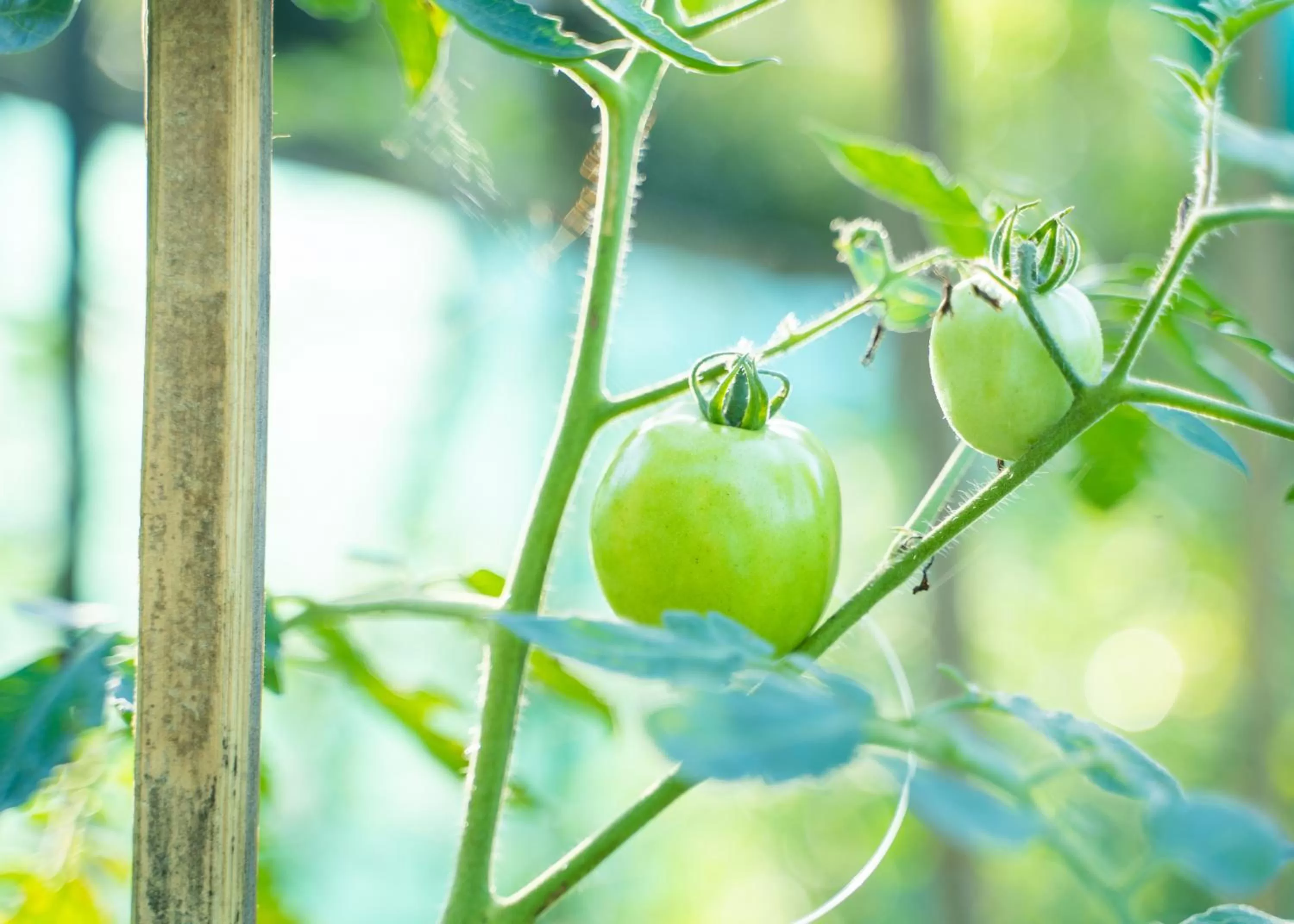 Garden in Ocean Green Eco Lodge